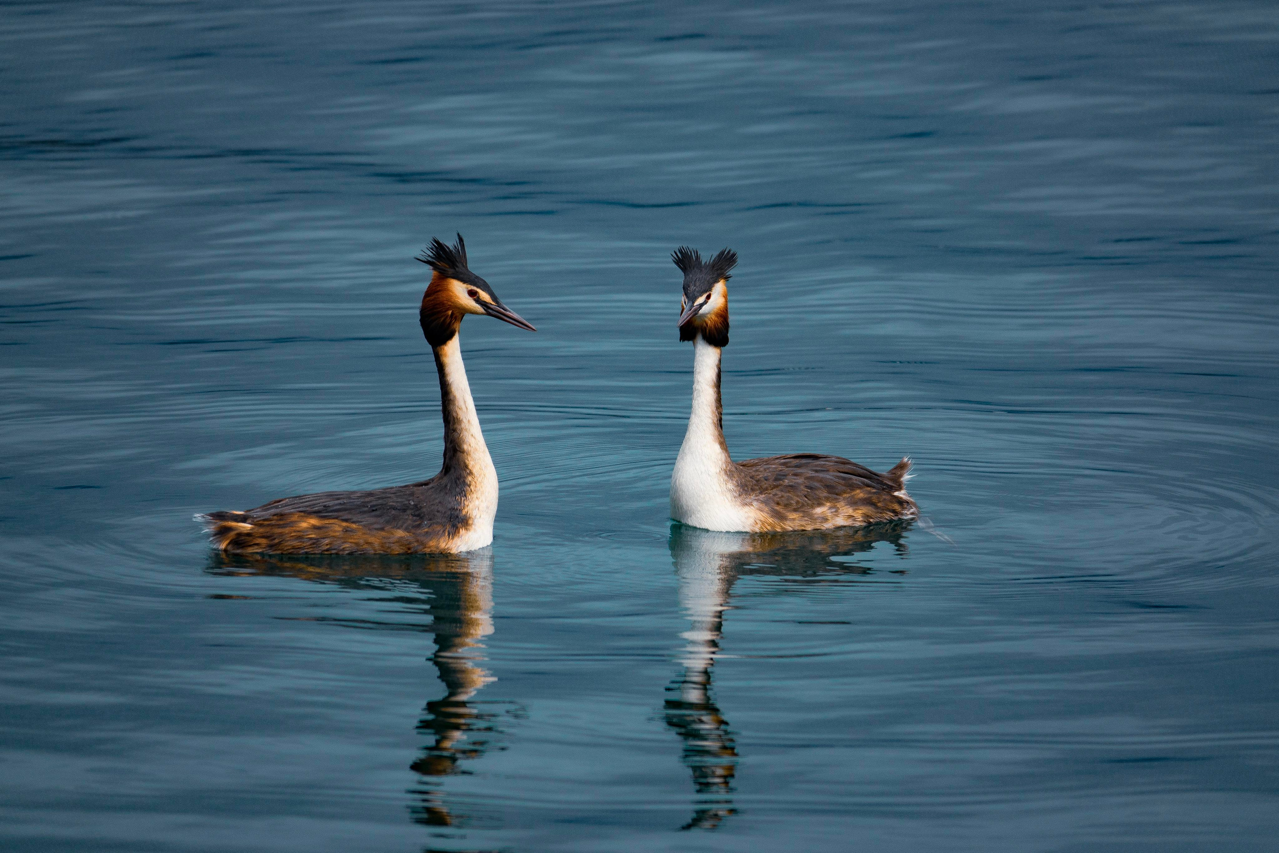 Анималистика. Фотограф в Москве Сергей Коршунов