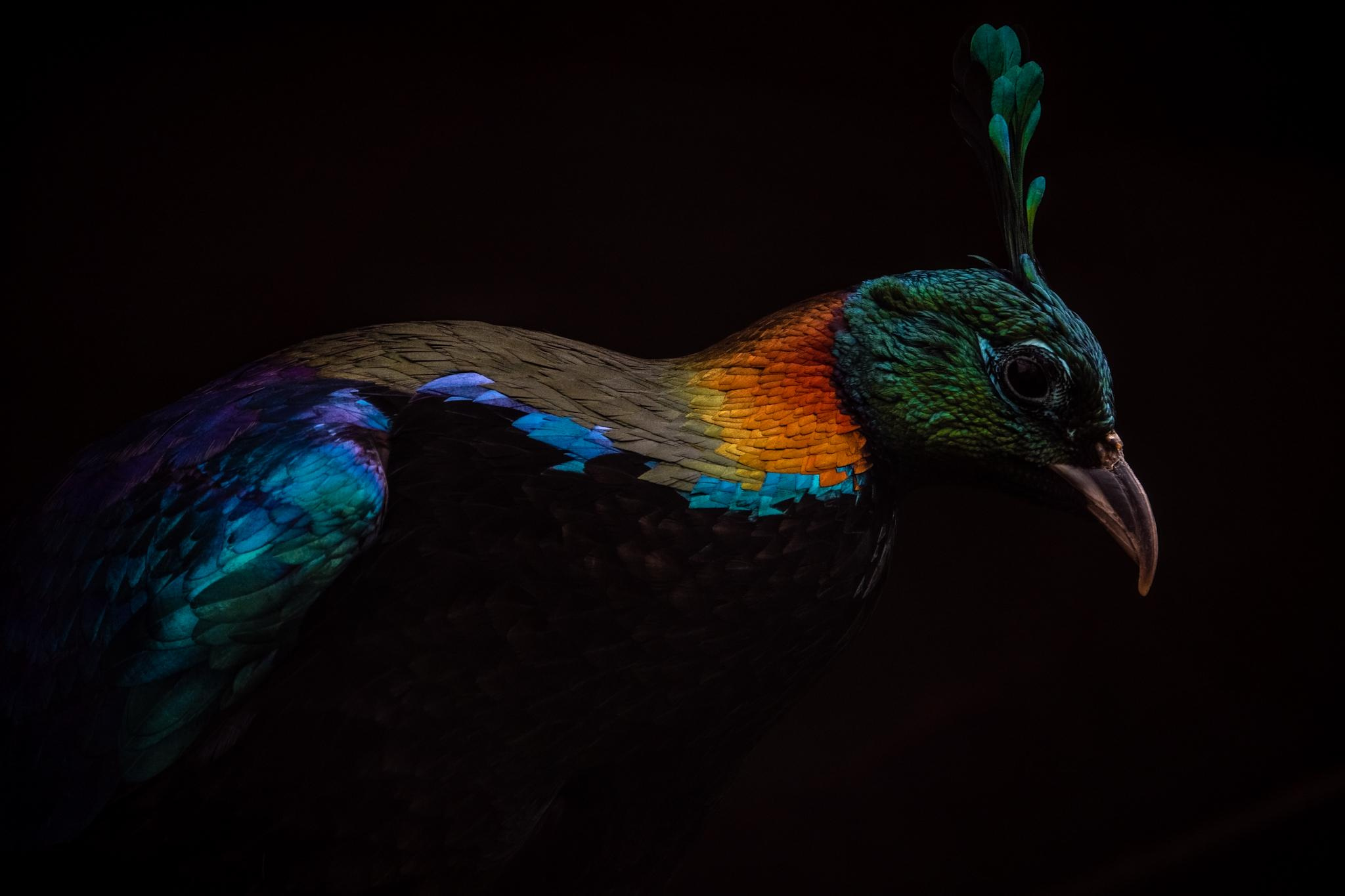 Анималистика. Фотограф в Москве Сергей Коршунов