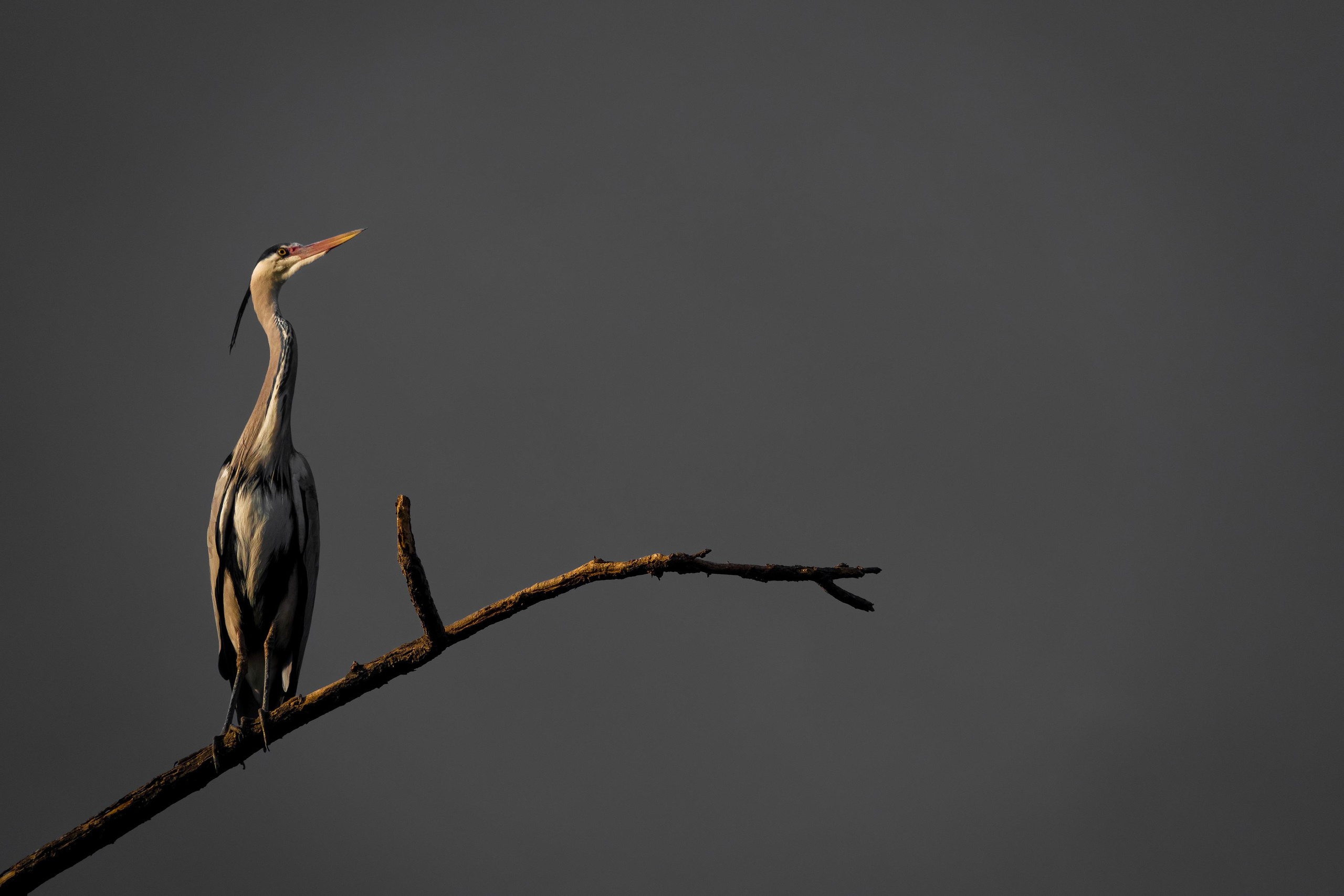 Анималистика. Фотограф в Москве Сергей Коршунов