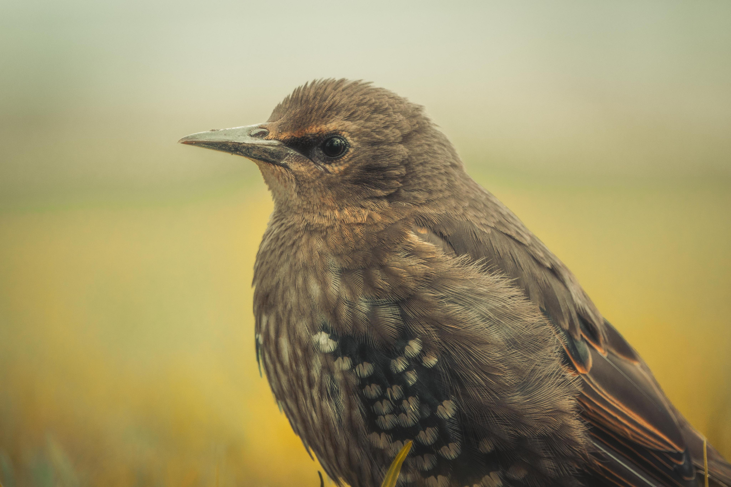 Анималистика. Фотограф в Москве Сергей Коршунов