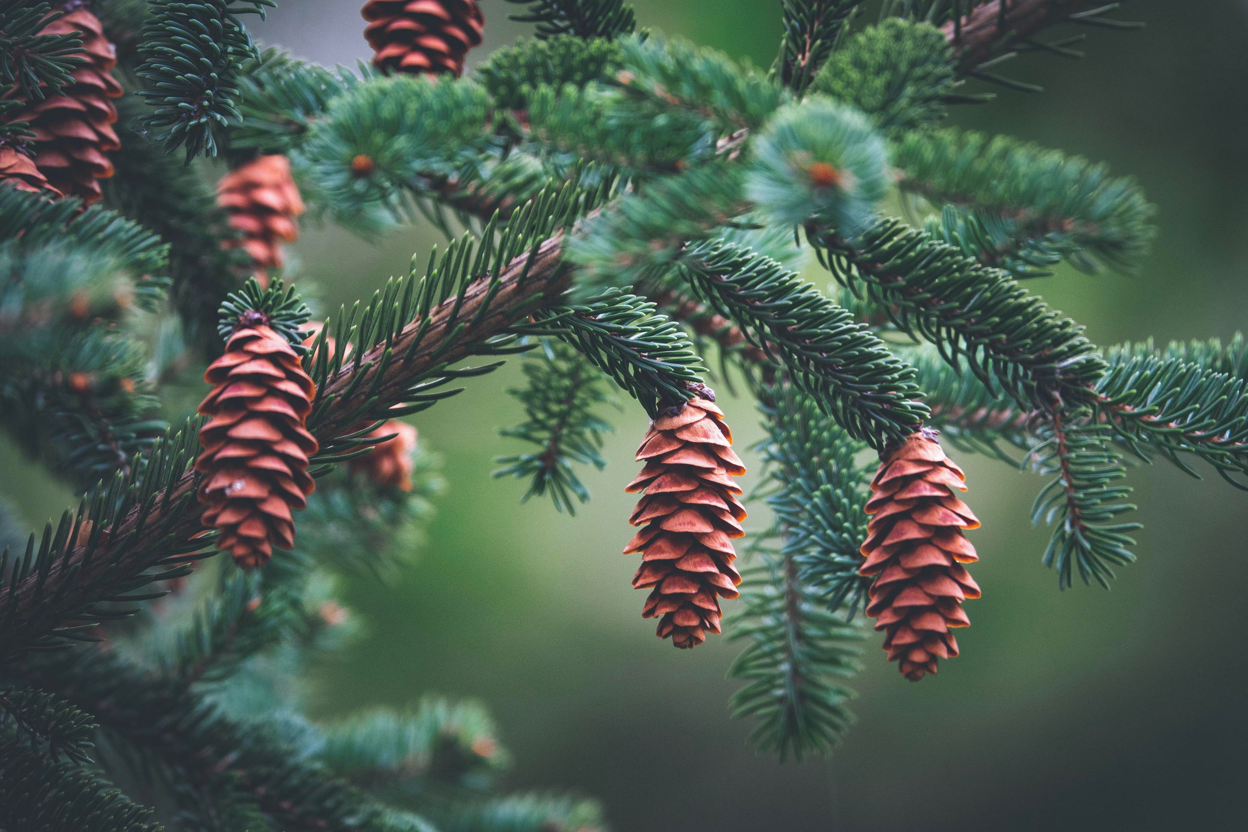 Природа и пейзаж. Фотограф в Москве Сергей Коршунов