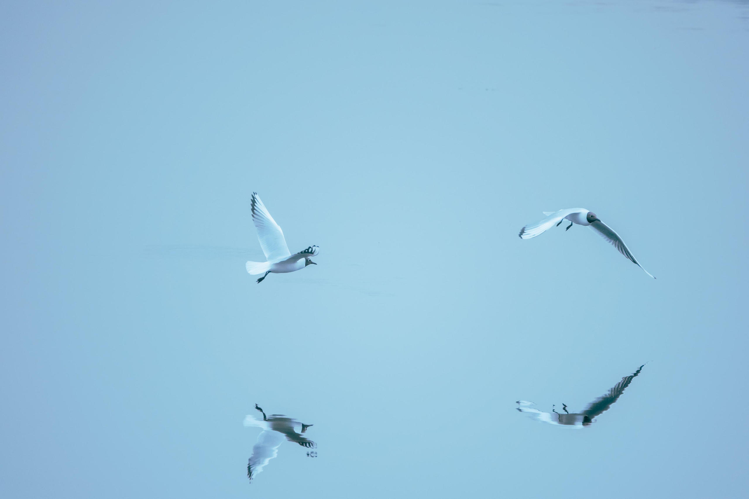 Анималистика. Фотограф в Москве Сергей Коршунов