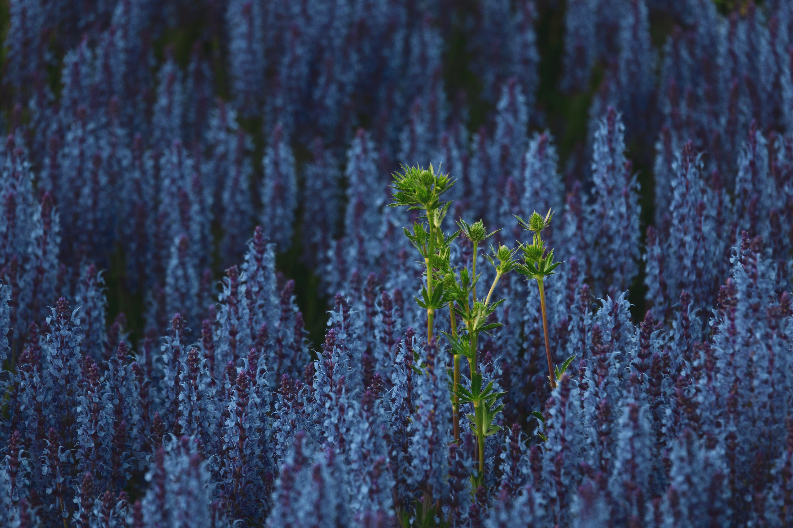 Природа и пейзаж. Фотограф в Москве Сергей Коршунов