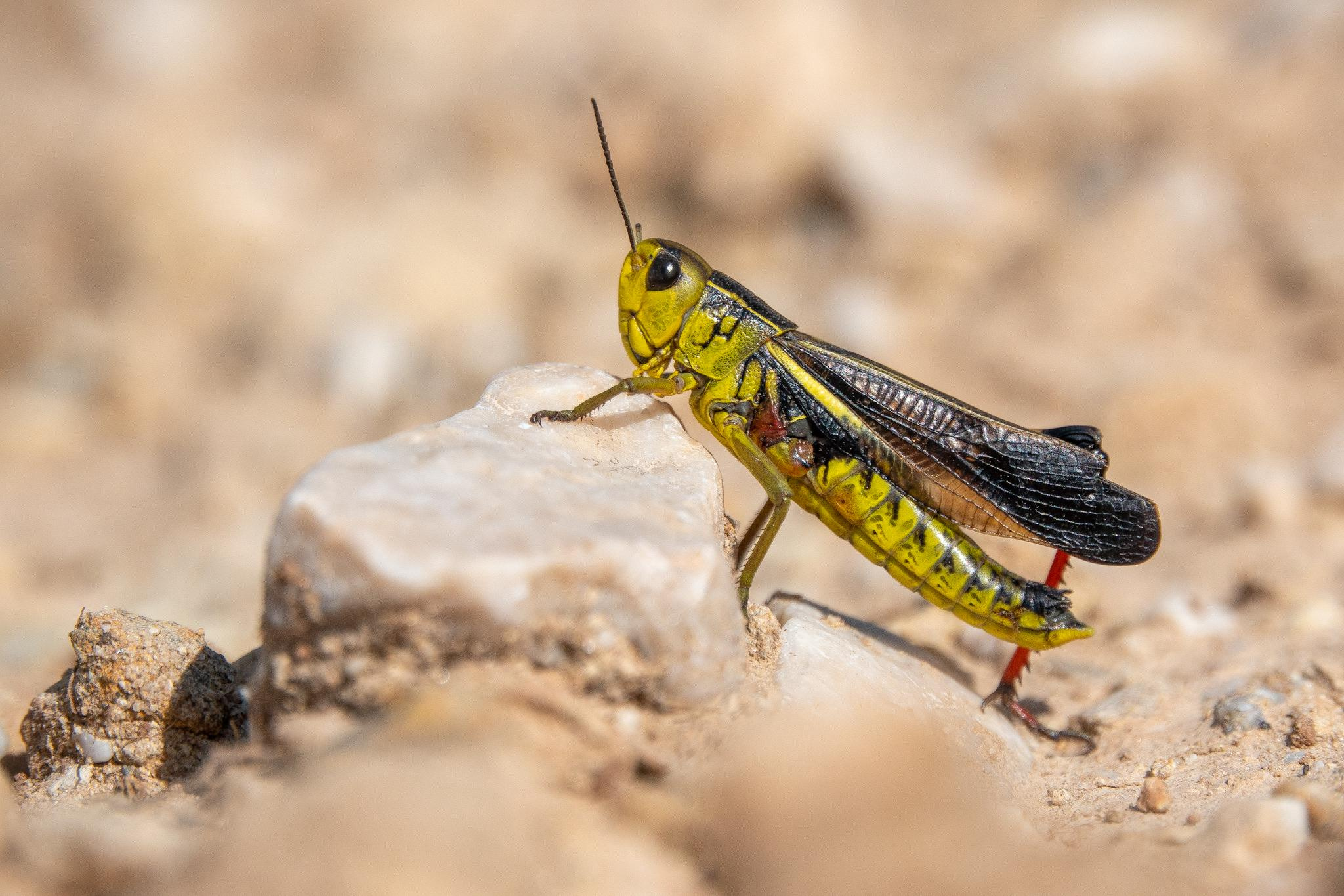 Анималистика. Фотограф в Москве Сергей Коршунов