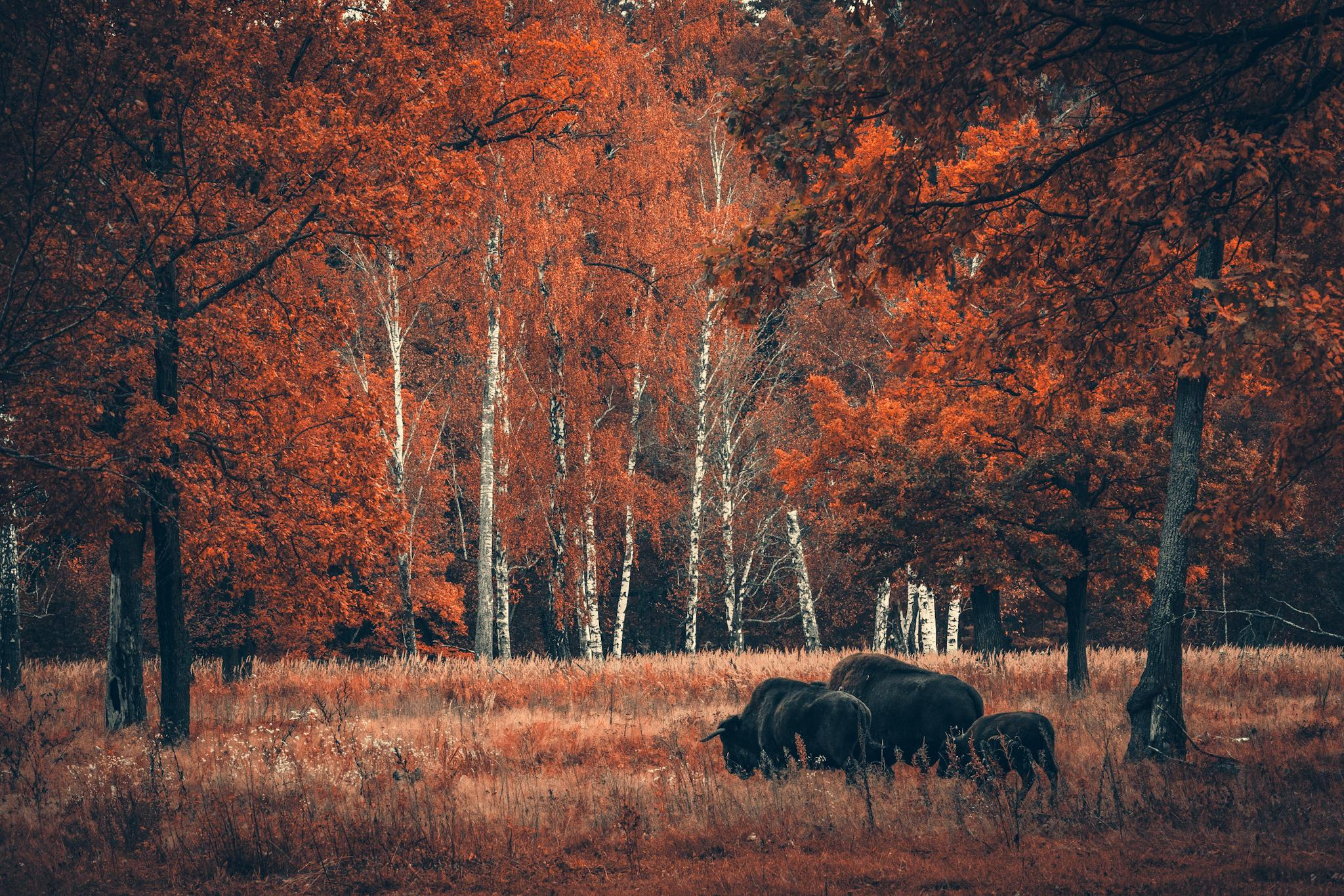 Природа и пейзаж. Фотограф в Москве Сергей Коршунов