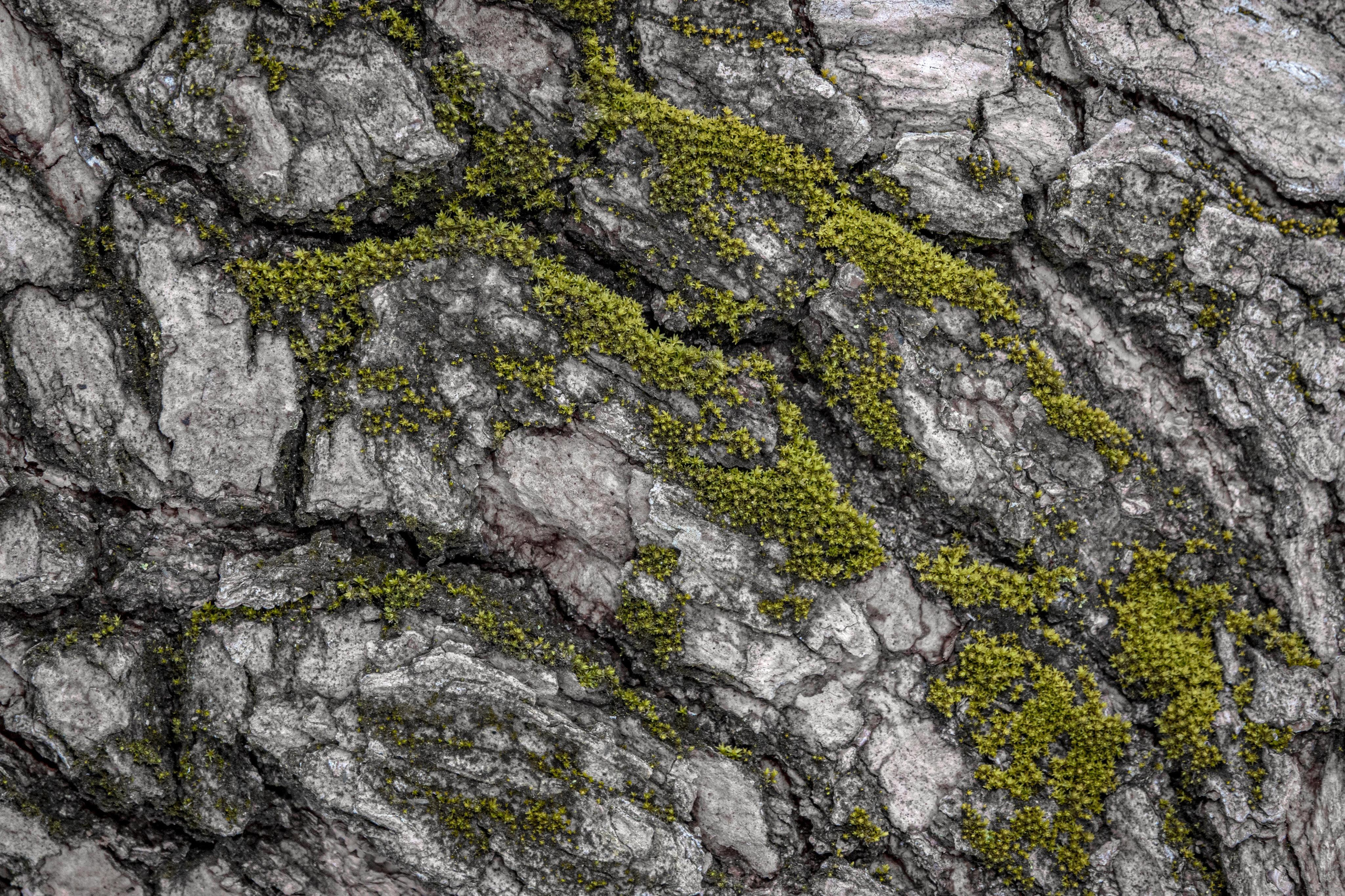 Природа и пейзаж. Фотограф в Москве Сергей Коршунов