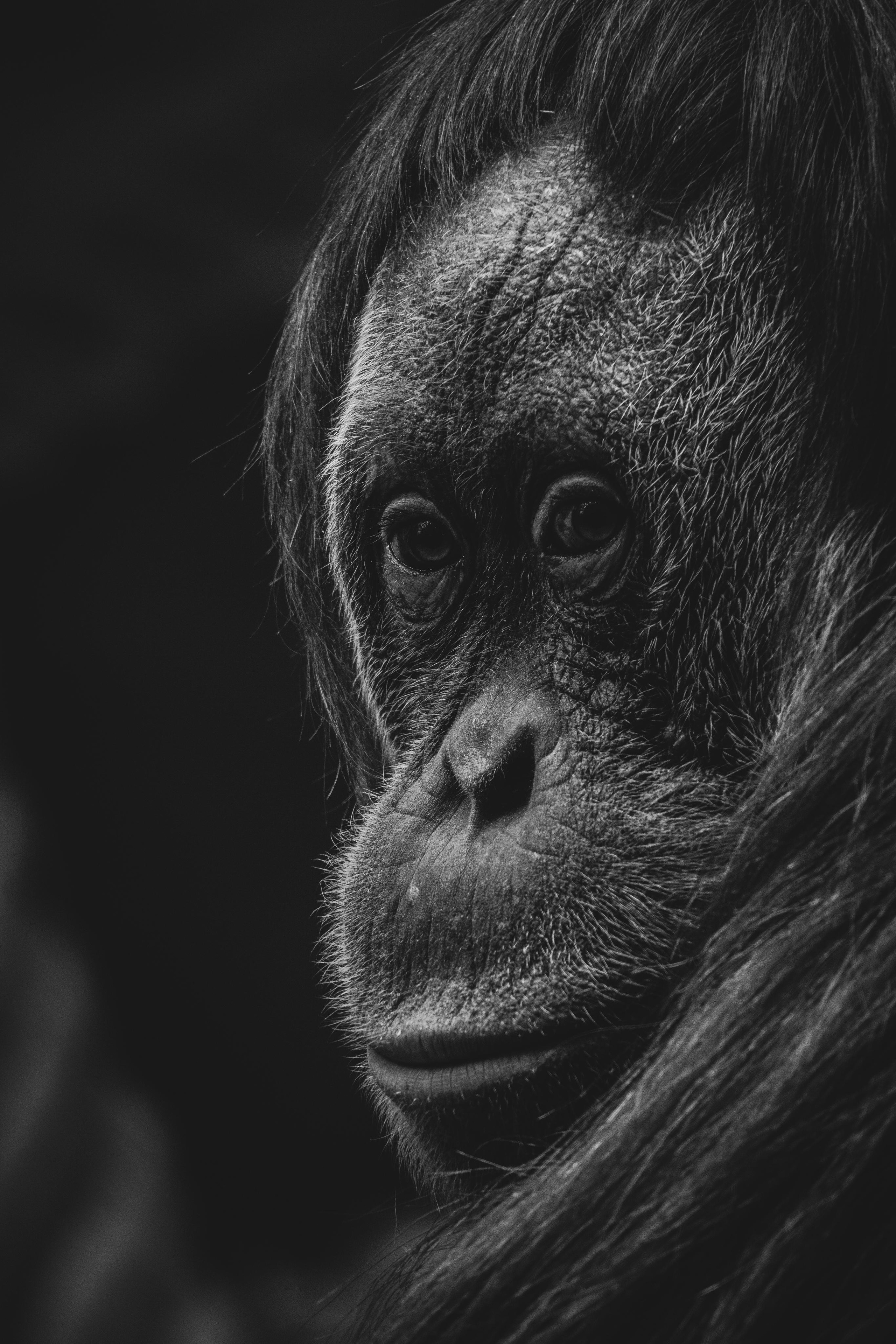 Анималистика. Фотограф в Москве Сергей Коршунов