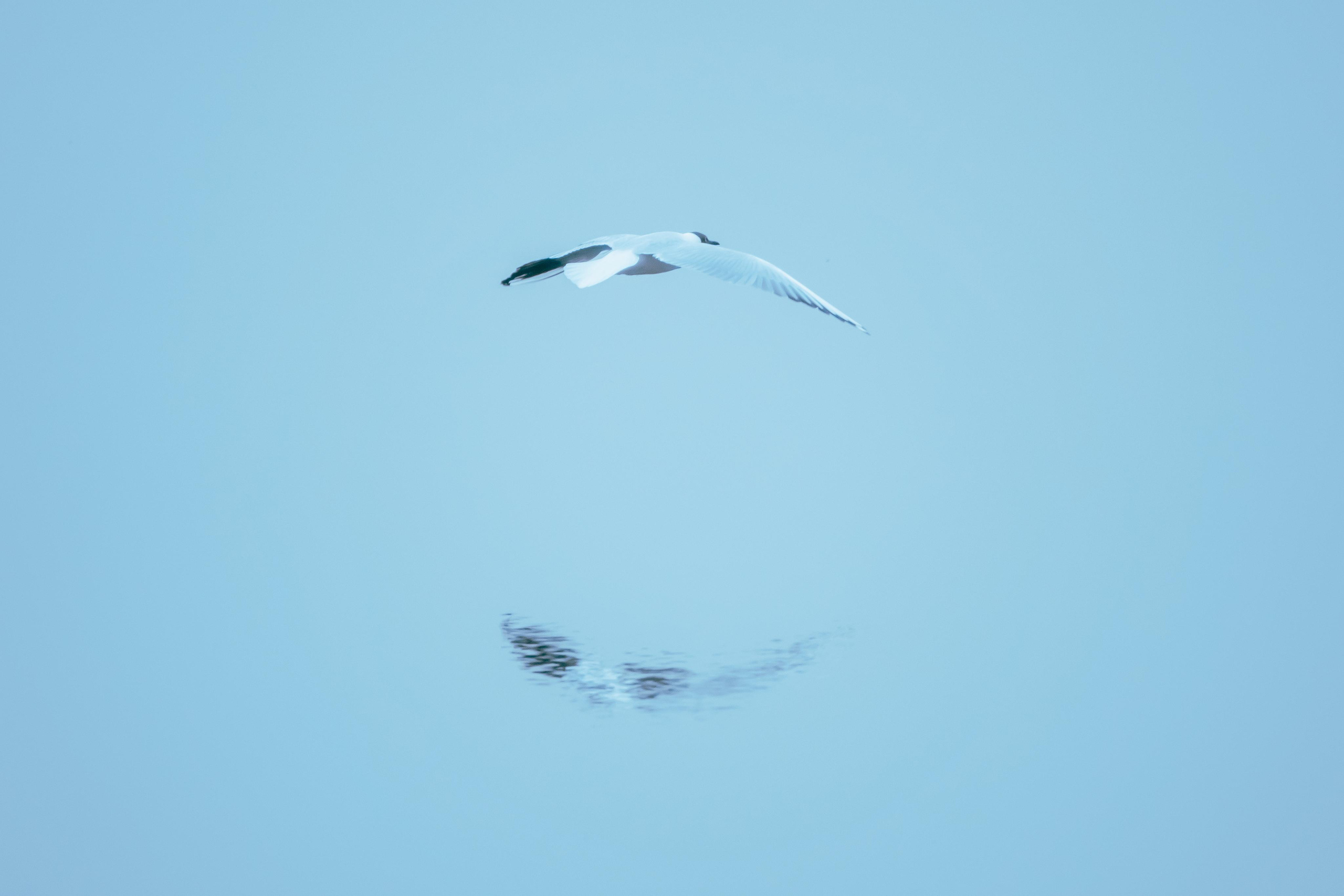 Анималистика. Фотограф в Москве Сергей Коршунов