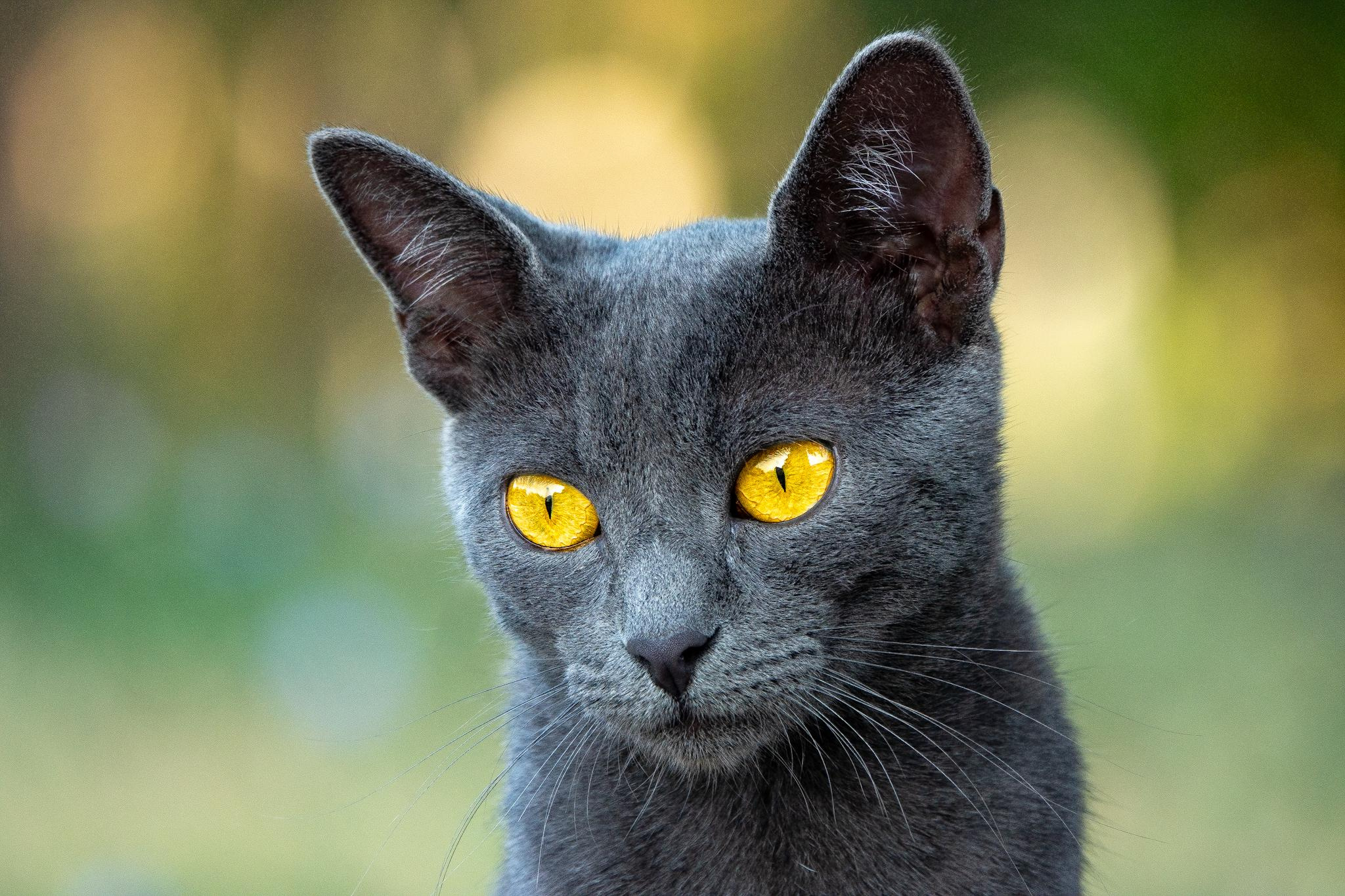 Анималистика. Фотограф в Москве Сергей Коршунов