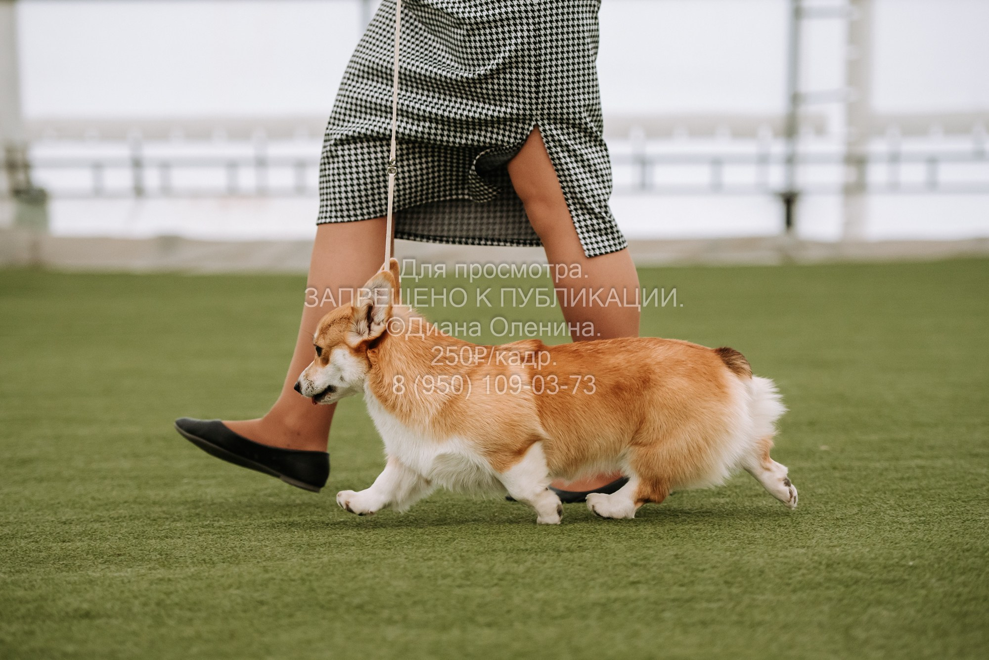 Выставка собак Красноярск 2.06. Фотограф Диана Оленина Красноярск / Братск