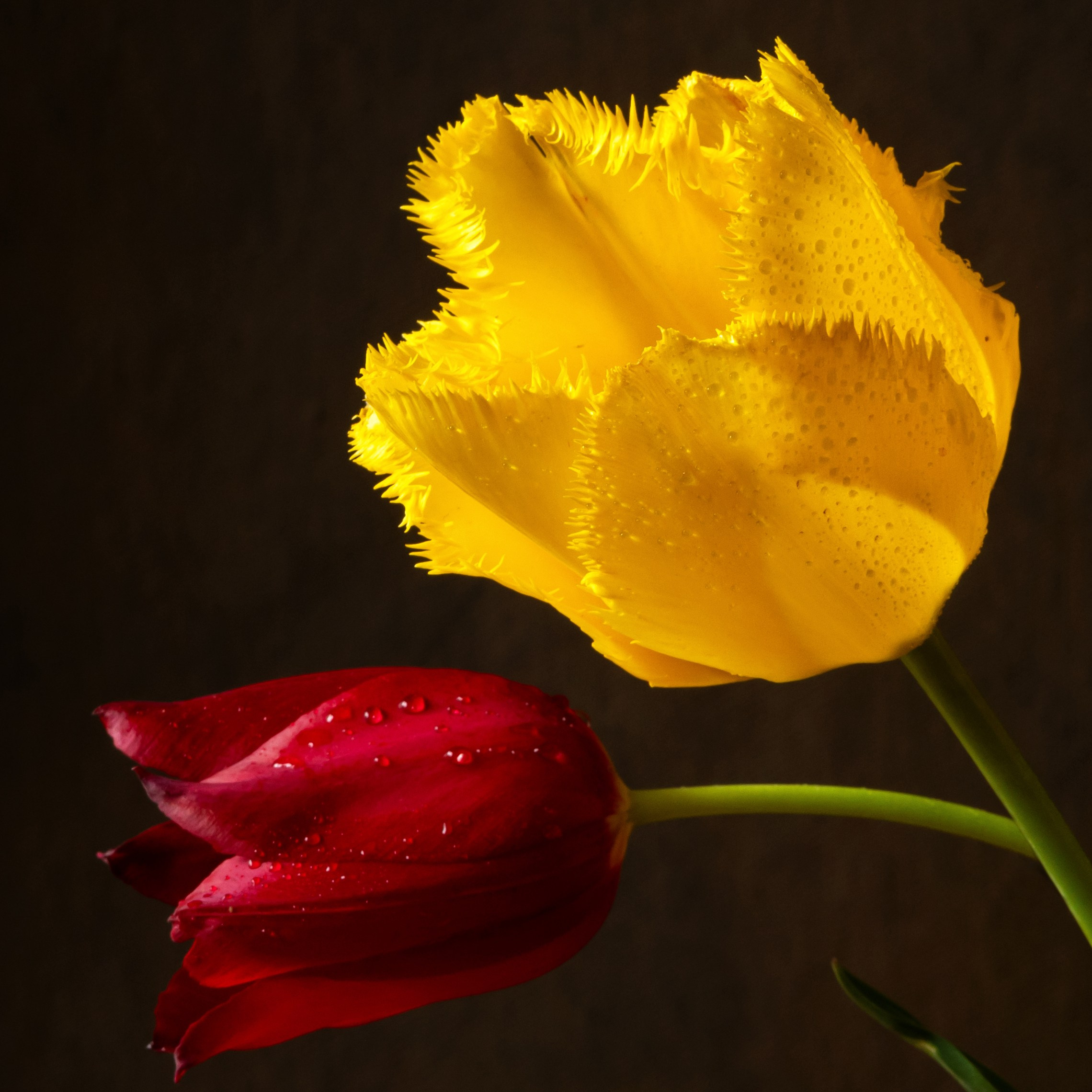 Bright Company. Author’s fine art prints with international delivery