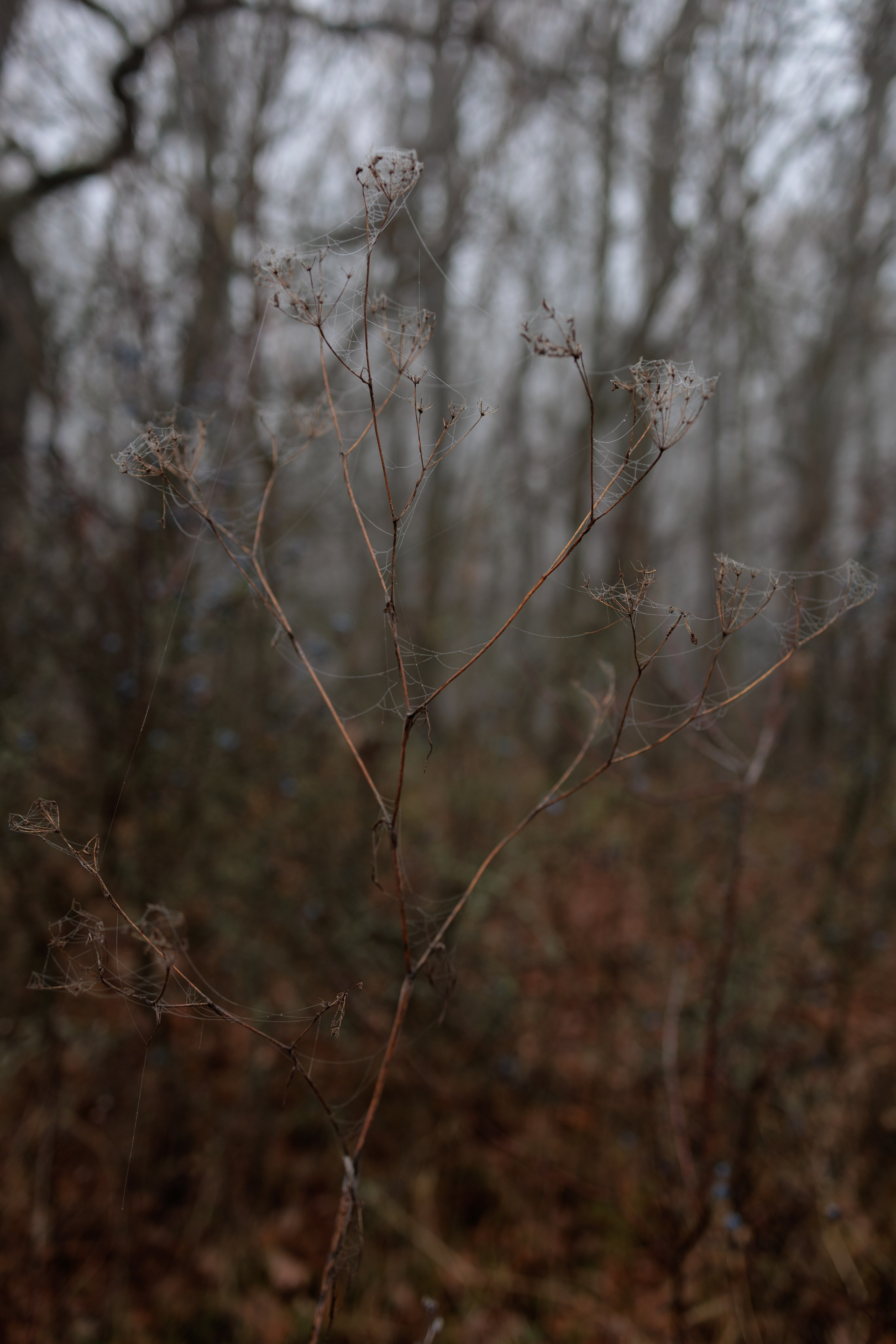 В туманном лесу. Семейный фотограф в Белгороде