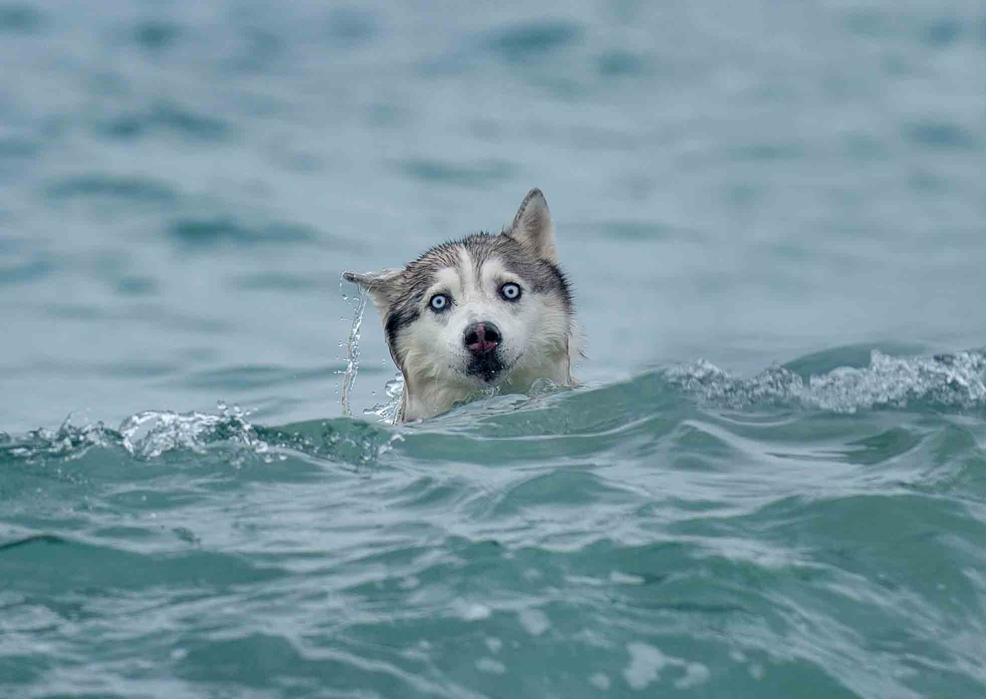 Собаки. Портретная и свадебная фотосъемка. Москва и область