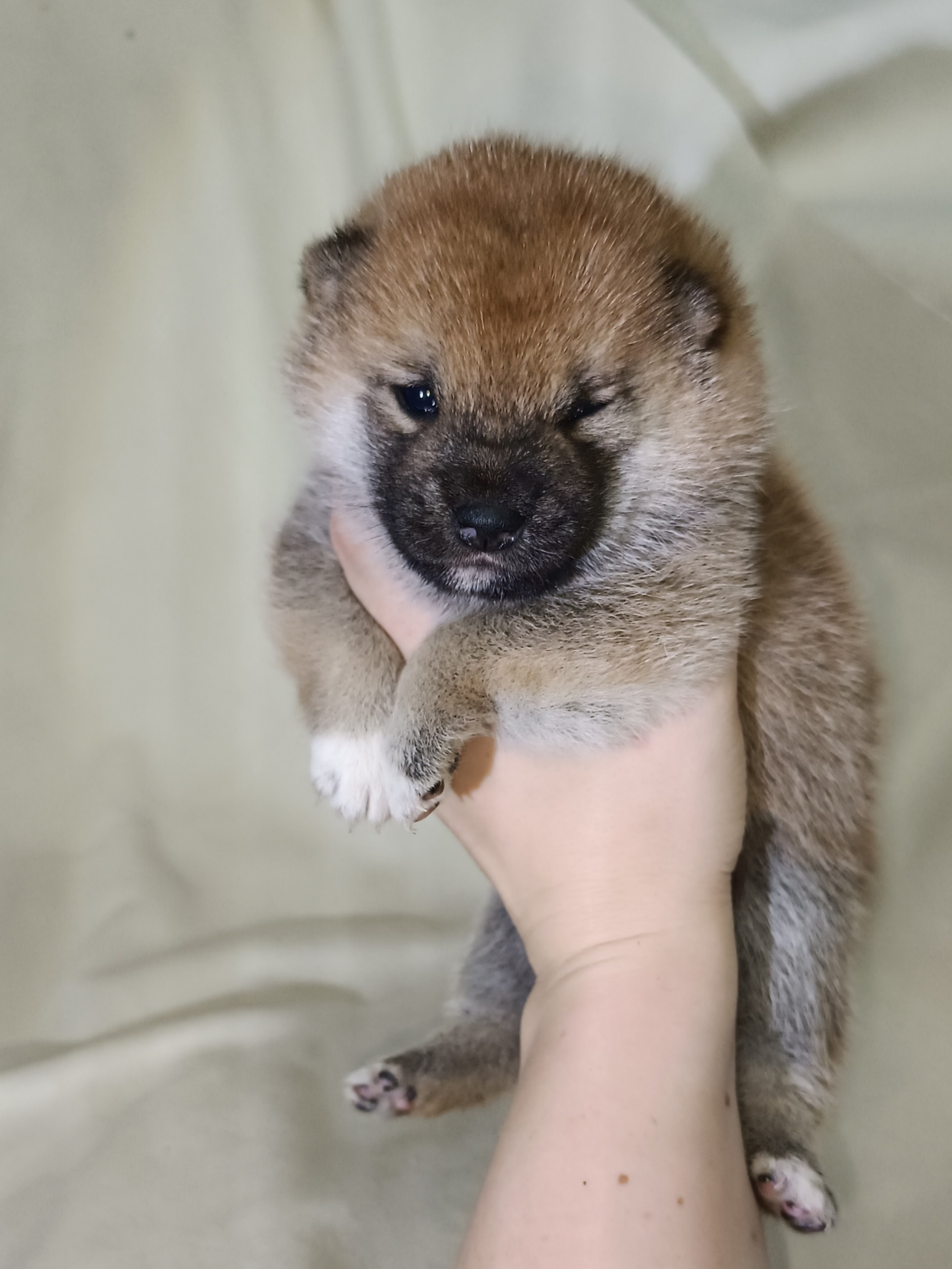 сиба питомник Рубилайт щенки на продажу rubylight  сиба щенки купить СПб Санкт-Петербург 