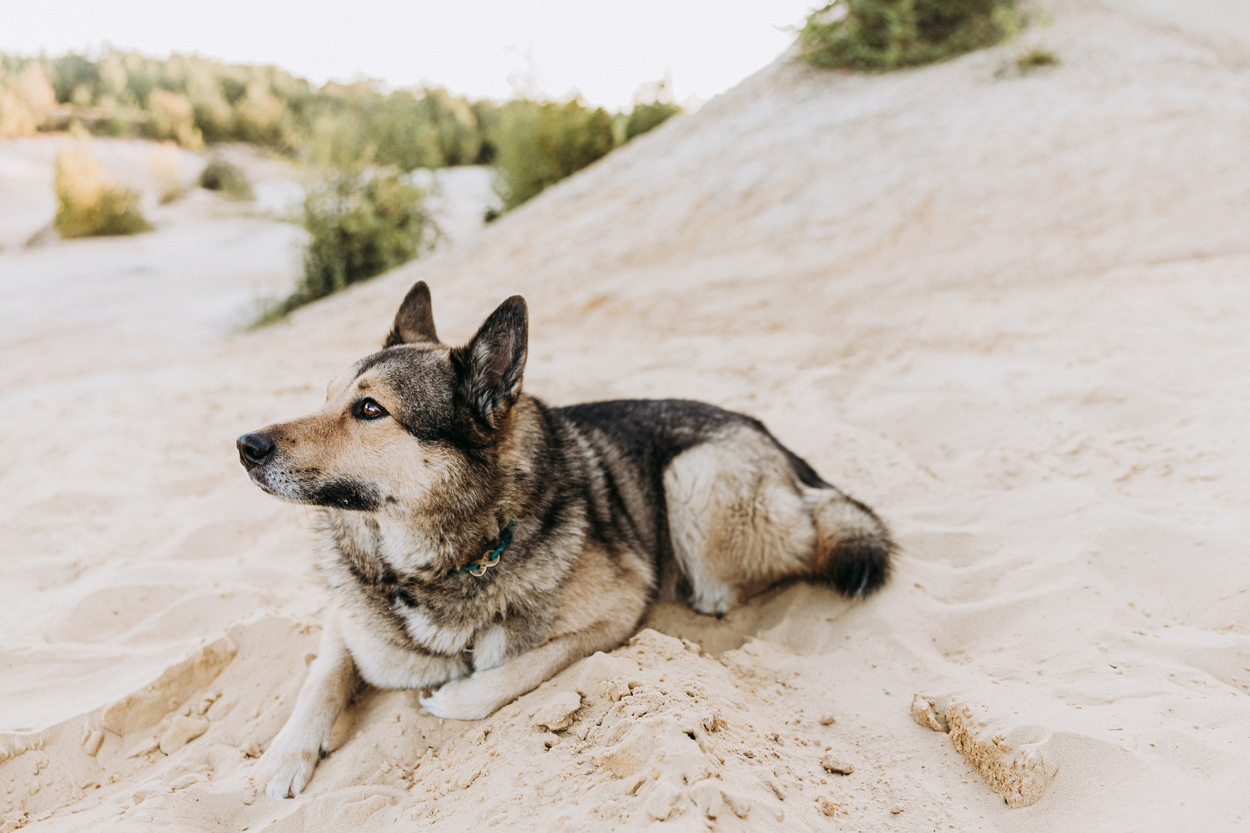 Аня и Ланс. Фотограф-анималист в Москве Соломонова Варвара