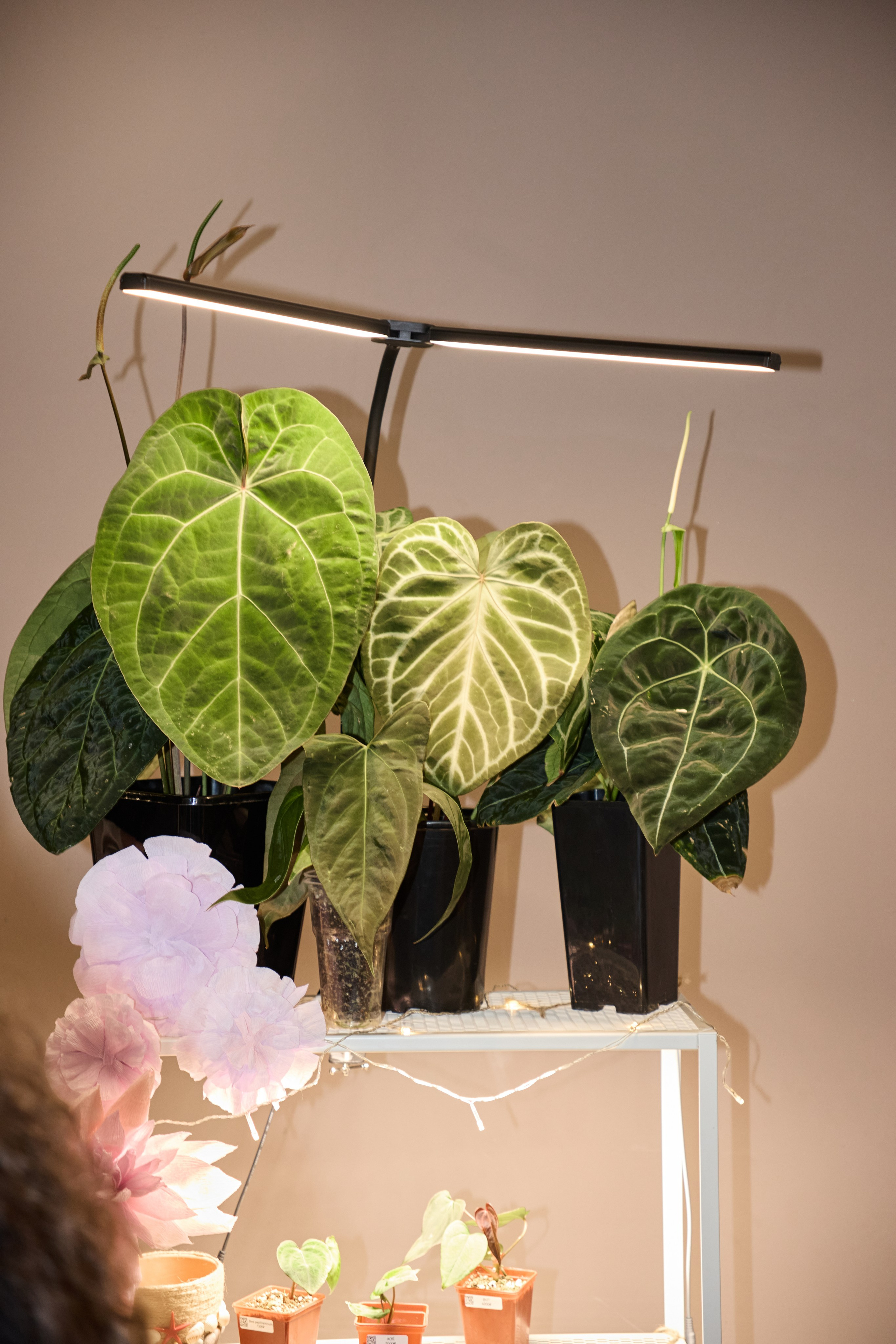 Цветочная ярмарка