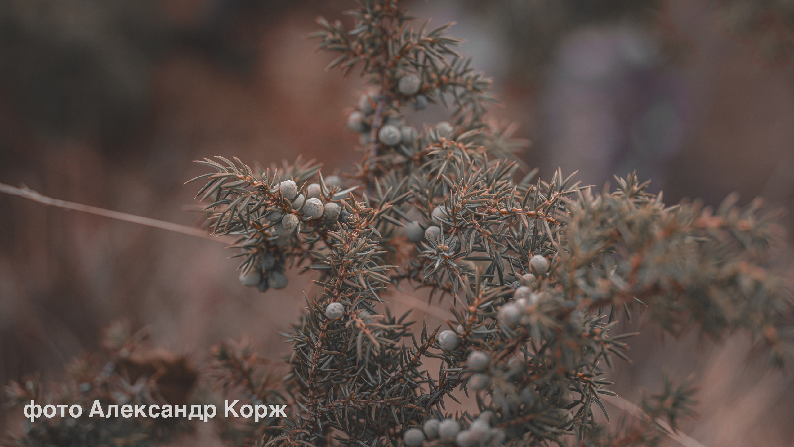 Животные. Фотографии и видеосъемка, Айхал, Удачный, Якутия. Фотографии Айхал