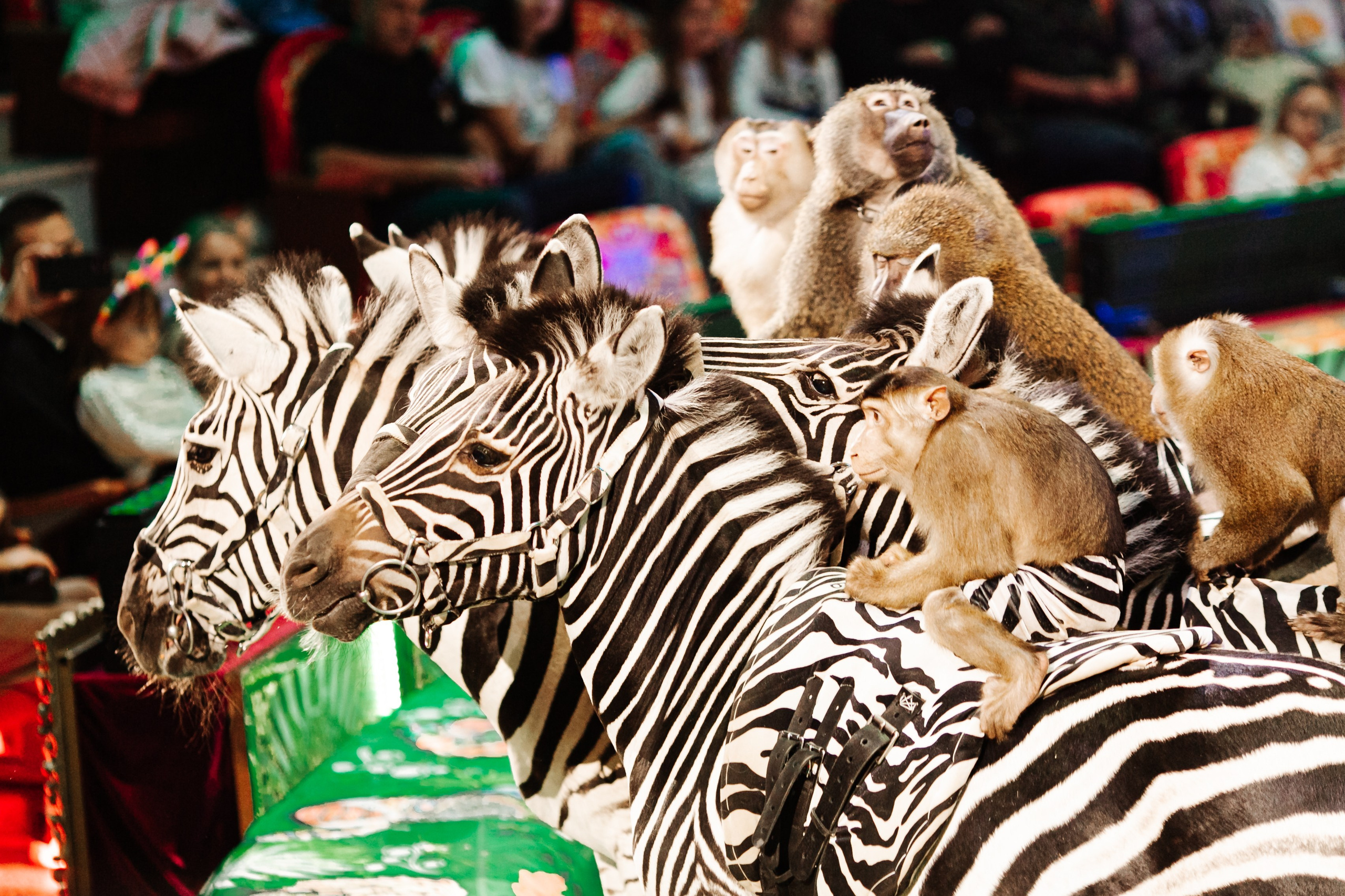 «Королевский цирк Гии Эрадзе» премьера и конференция «Королевский цирк Гии Эрадзе» премьера и конференция. Свадебный репортажный семейный фотограф