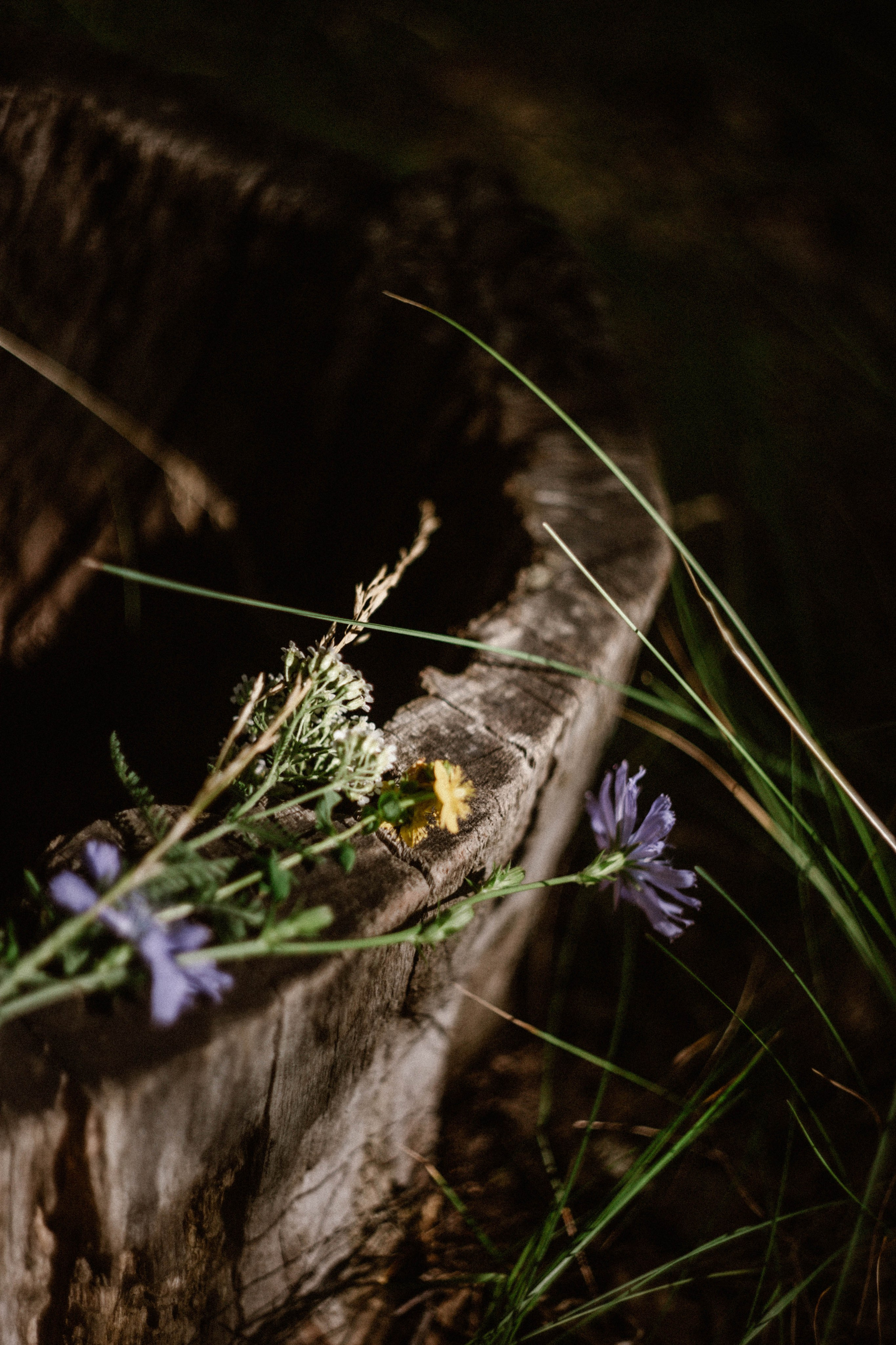 Алина+ Дима лес. Фотограф в Нижнем Новгороде