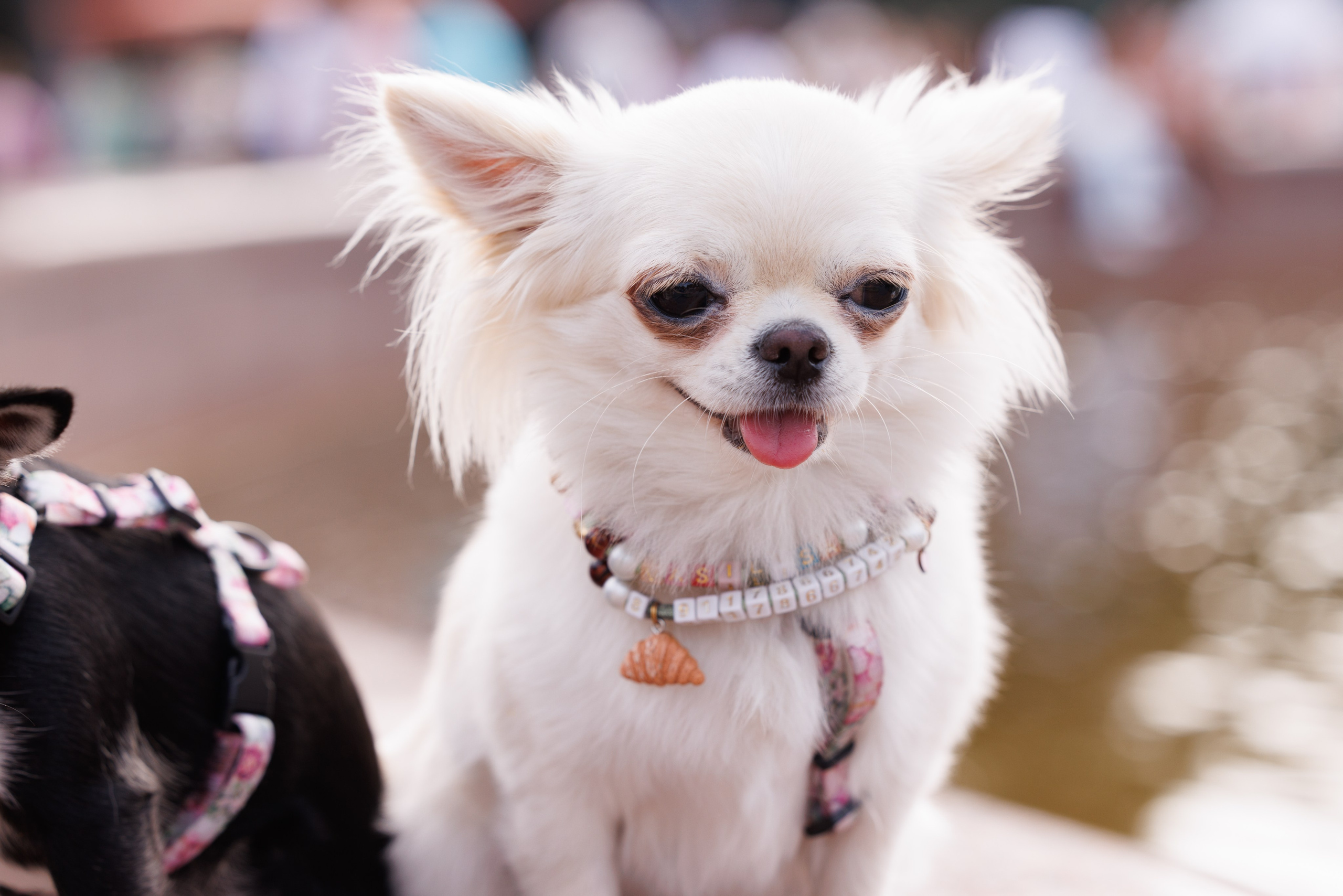 PetShopDays2026. Фотограф Александр Заломаев