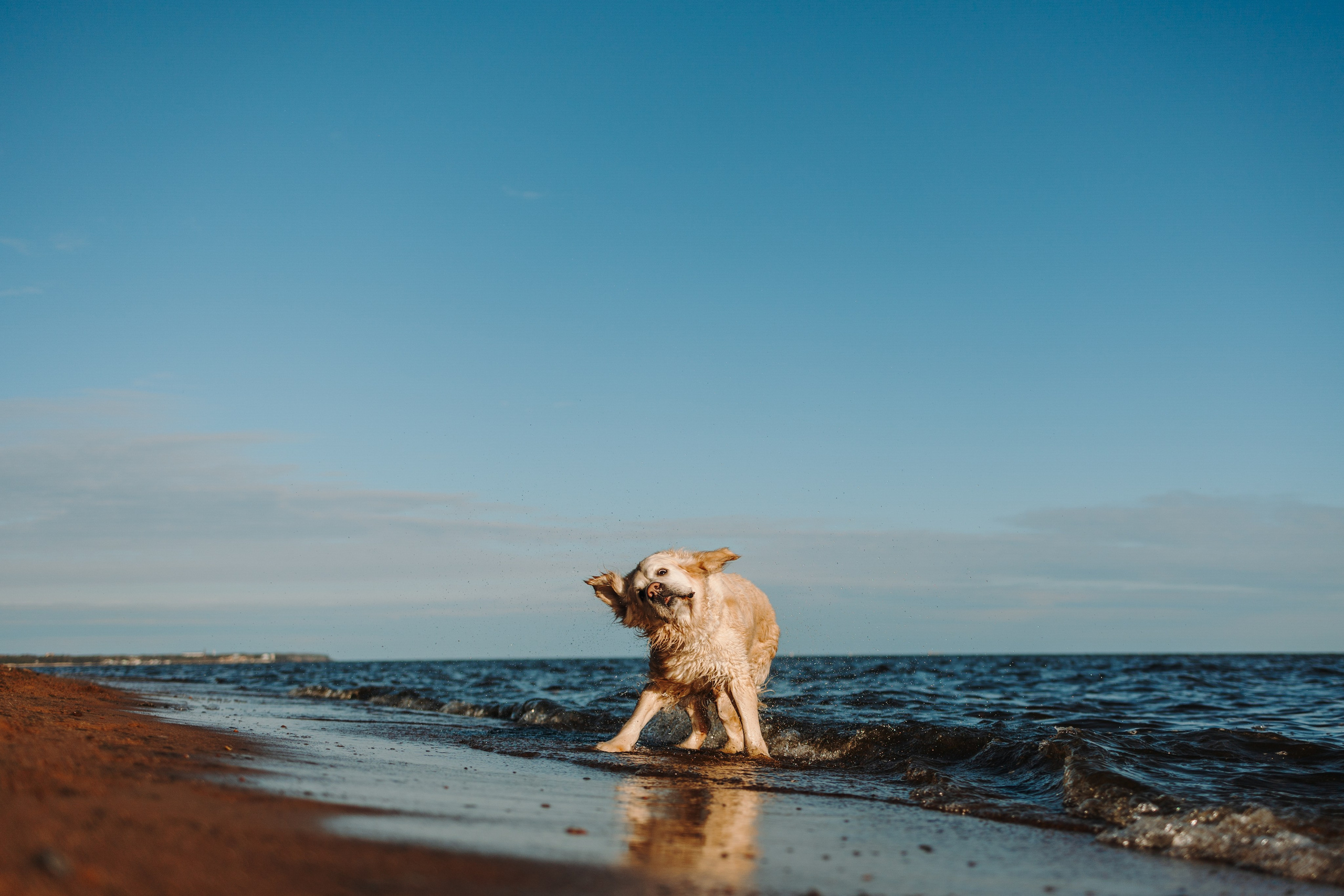 Катя и ее девочки. Фотограф — Анималист | Санкт-Петербург