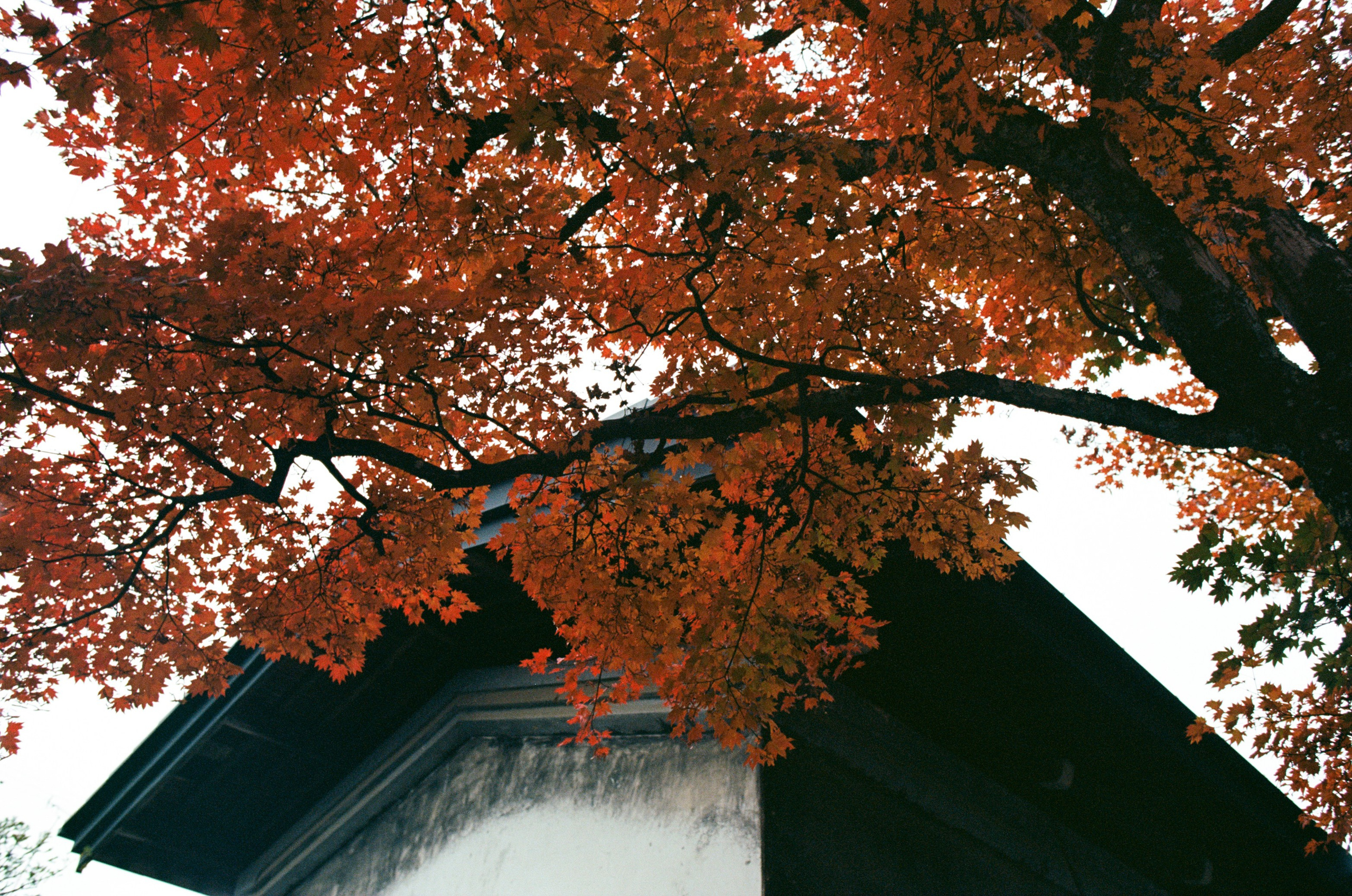 Out of noise // japan, takayama. EVER EXPOSED
