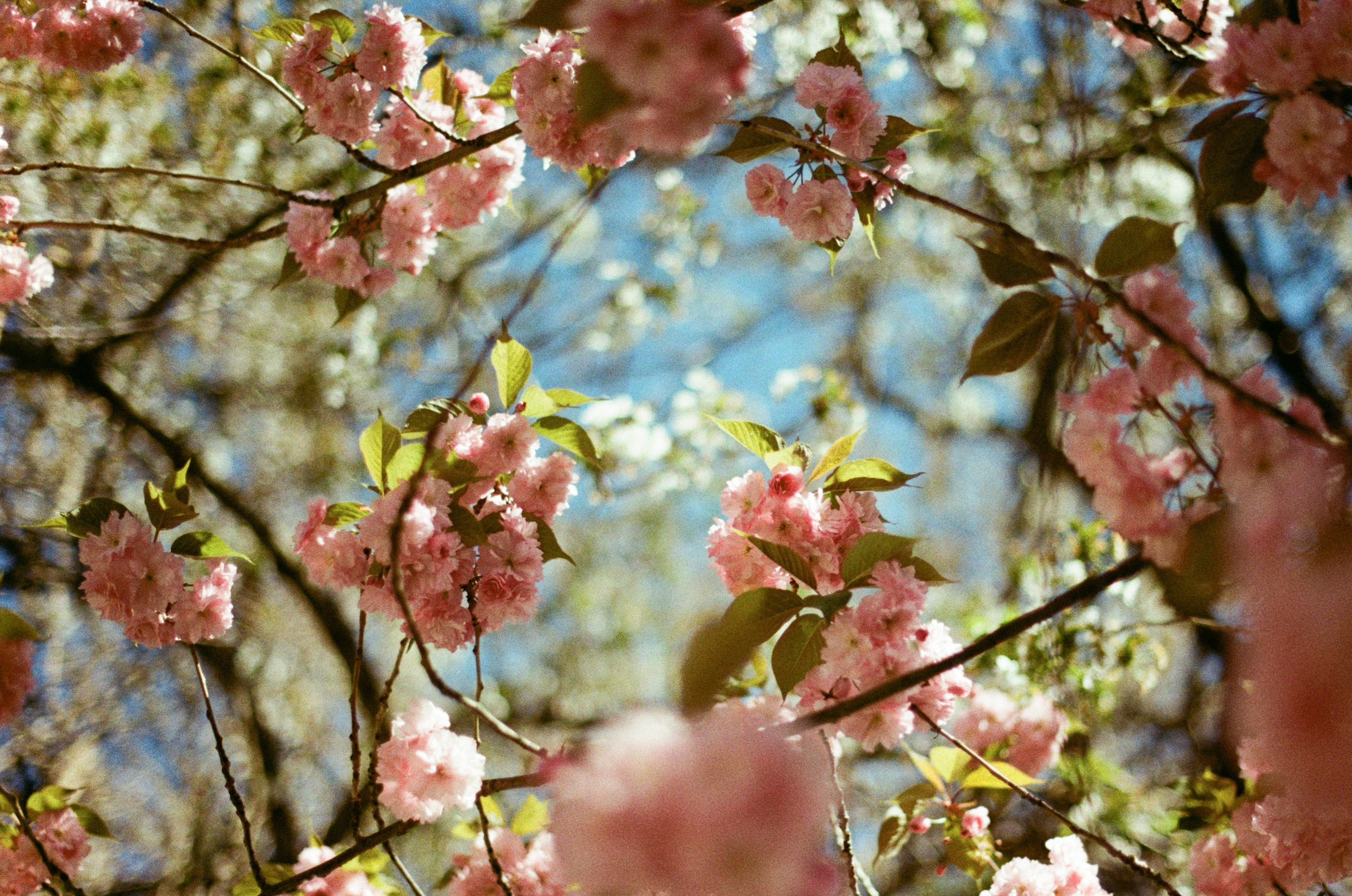Sakura blues // ukraine, crimea V. EVER EXPOSED