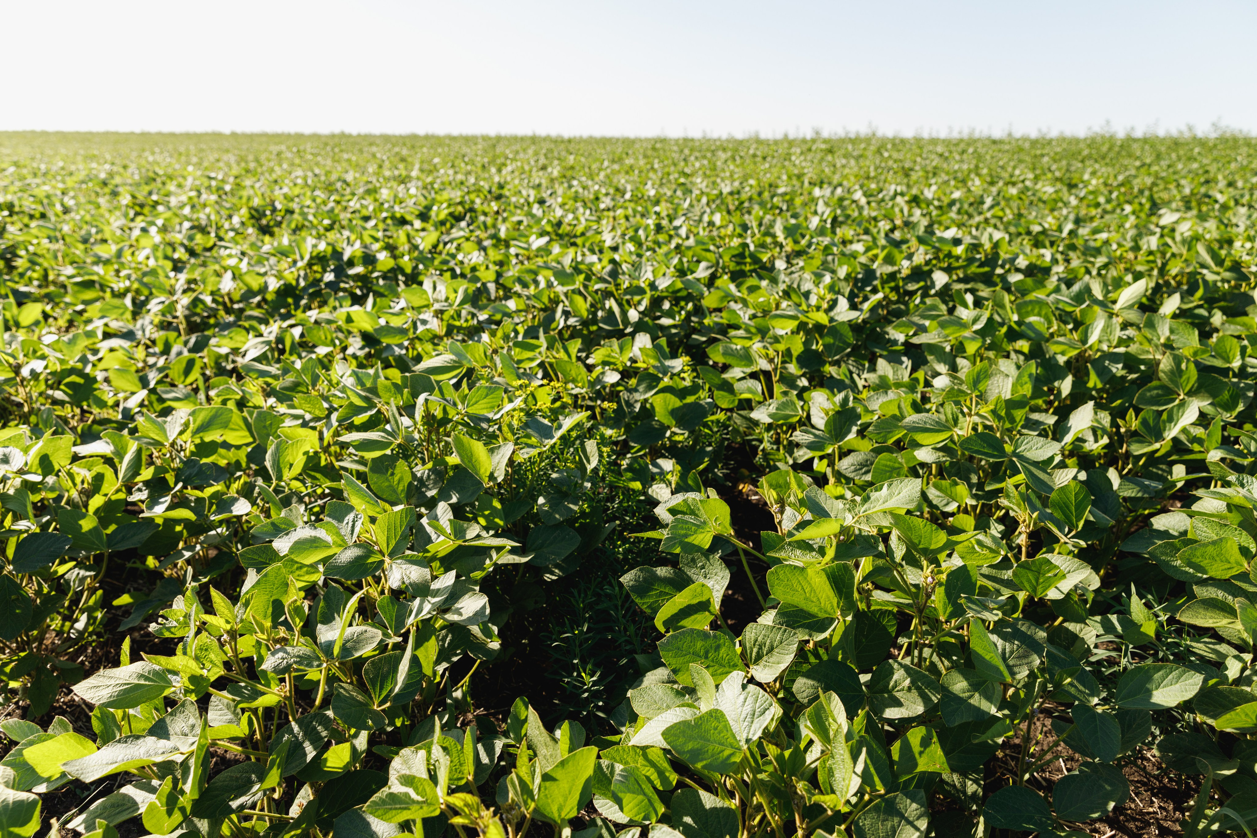 BASF. Конференция 2024. Фотограф Липецк. Фотограф в Липецке Татьяна Минаева. Портретный фотограф Липецк. Свадебный фотограф Липецк. Бизнес фотограф Липецк