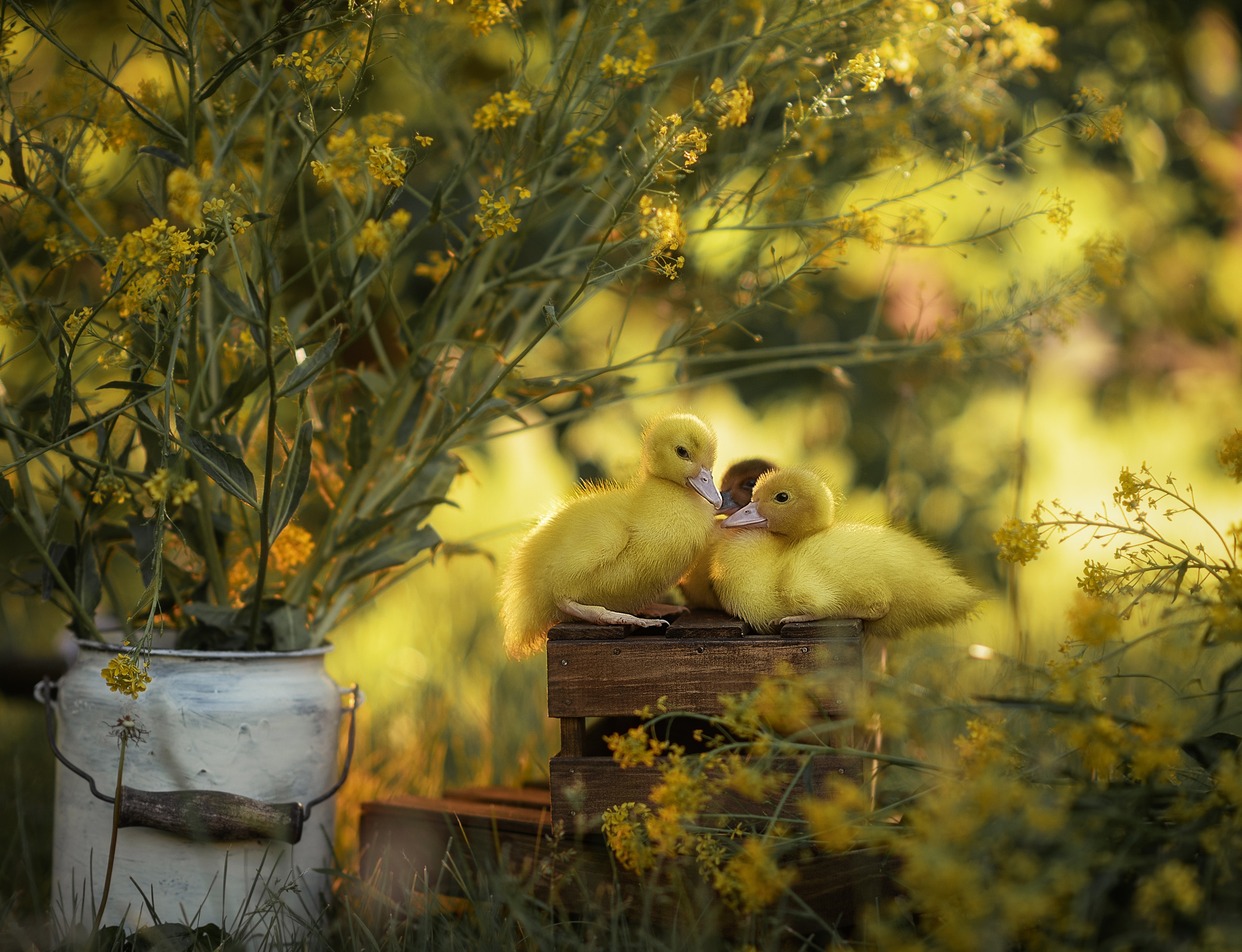 Фотопроект_Утята. Семейный фотограф Екатеринбург Лора Мур