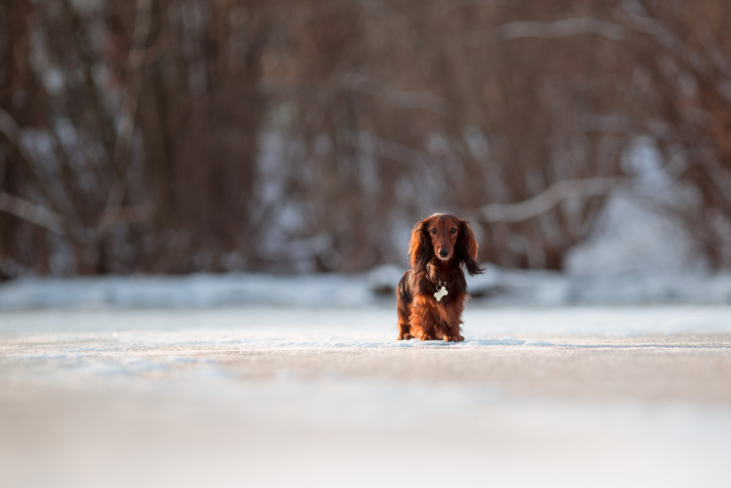 Зимняя прогулка. Репортажный фотограф Борис Геер