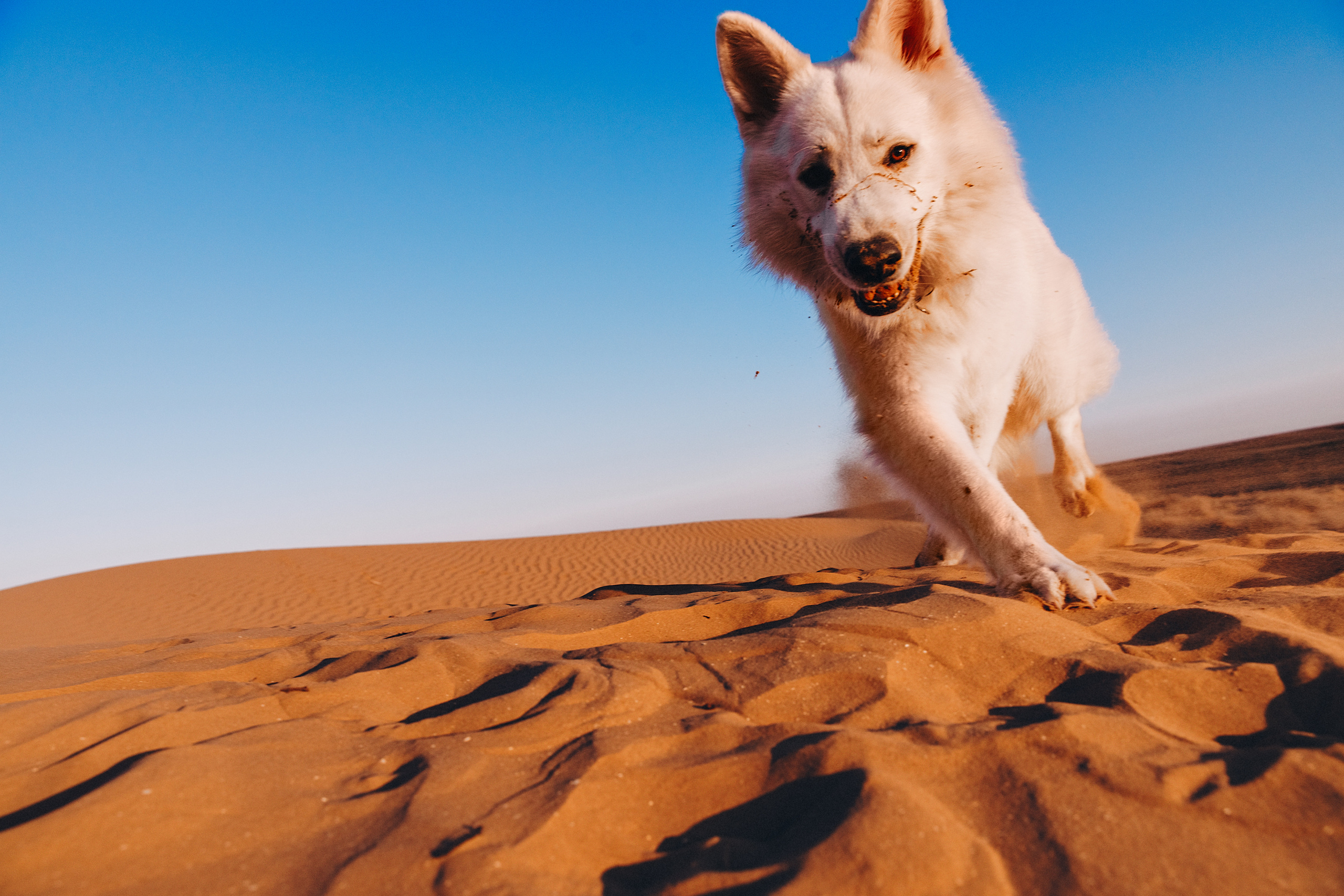 БШО. Фотограф