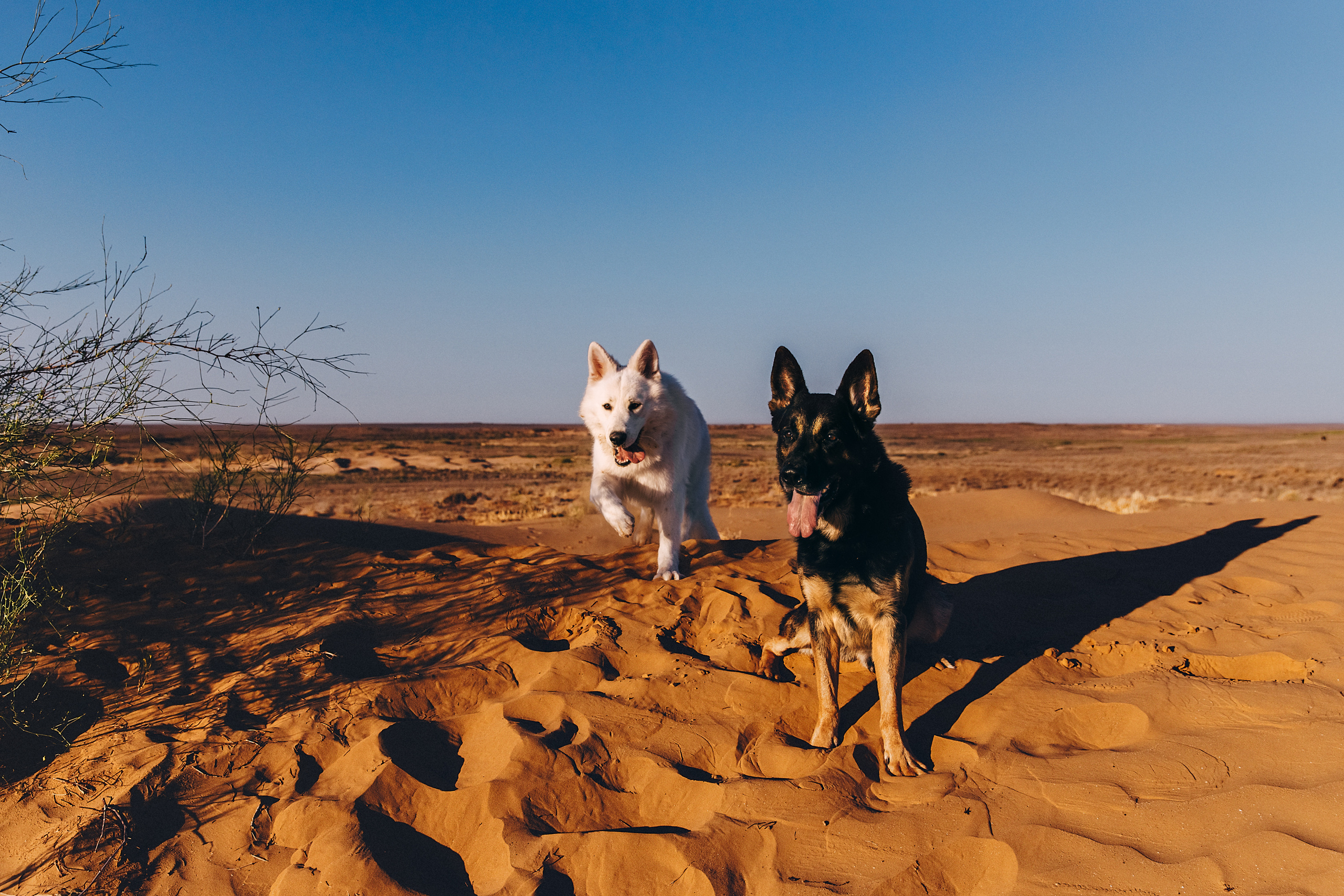 БШО. Фотограф