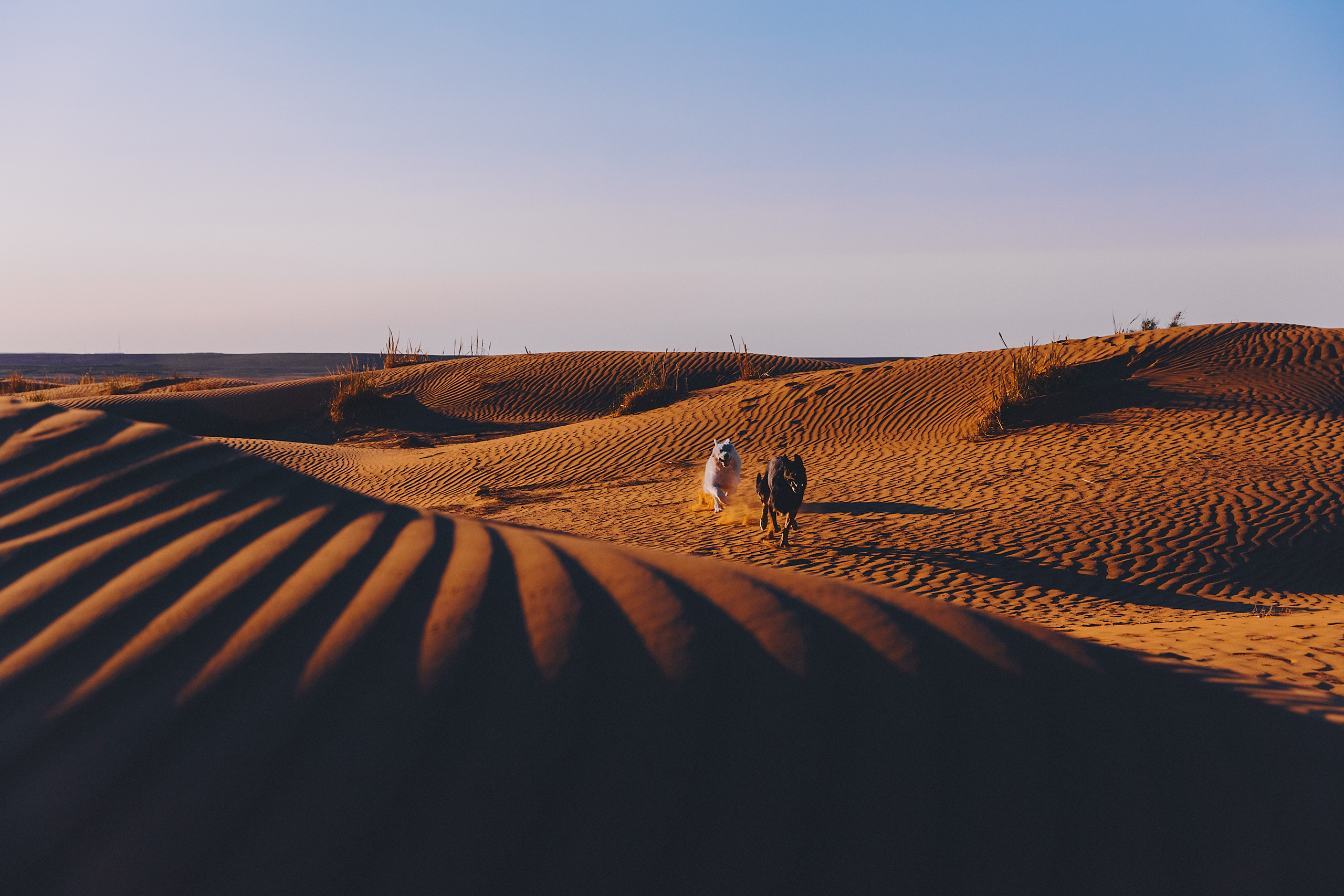 БШО. Фотограф