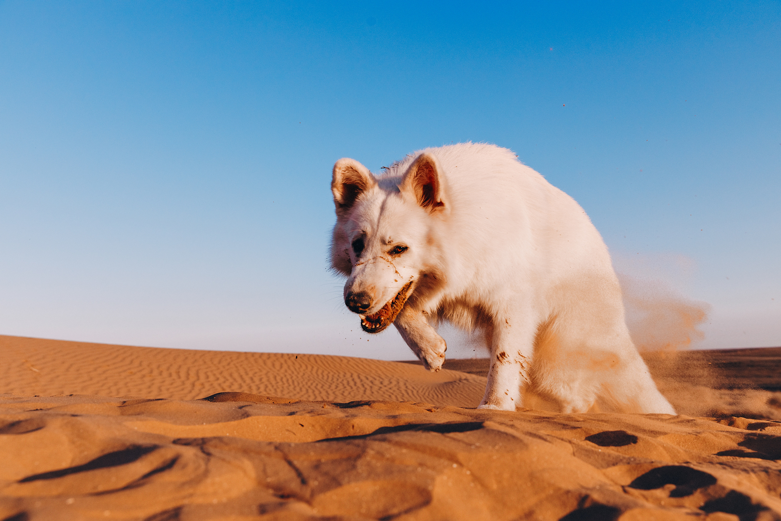 БШО. Фотограф