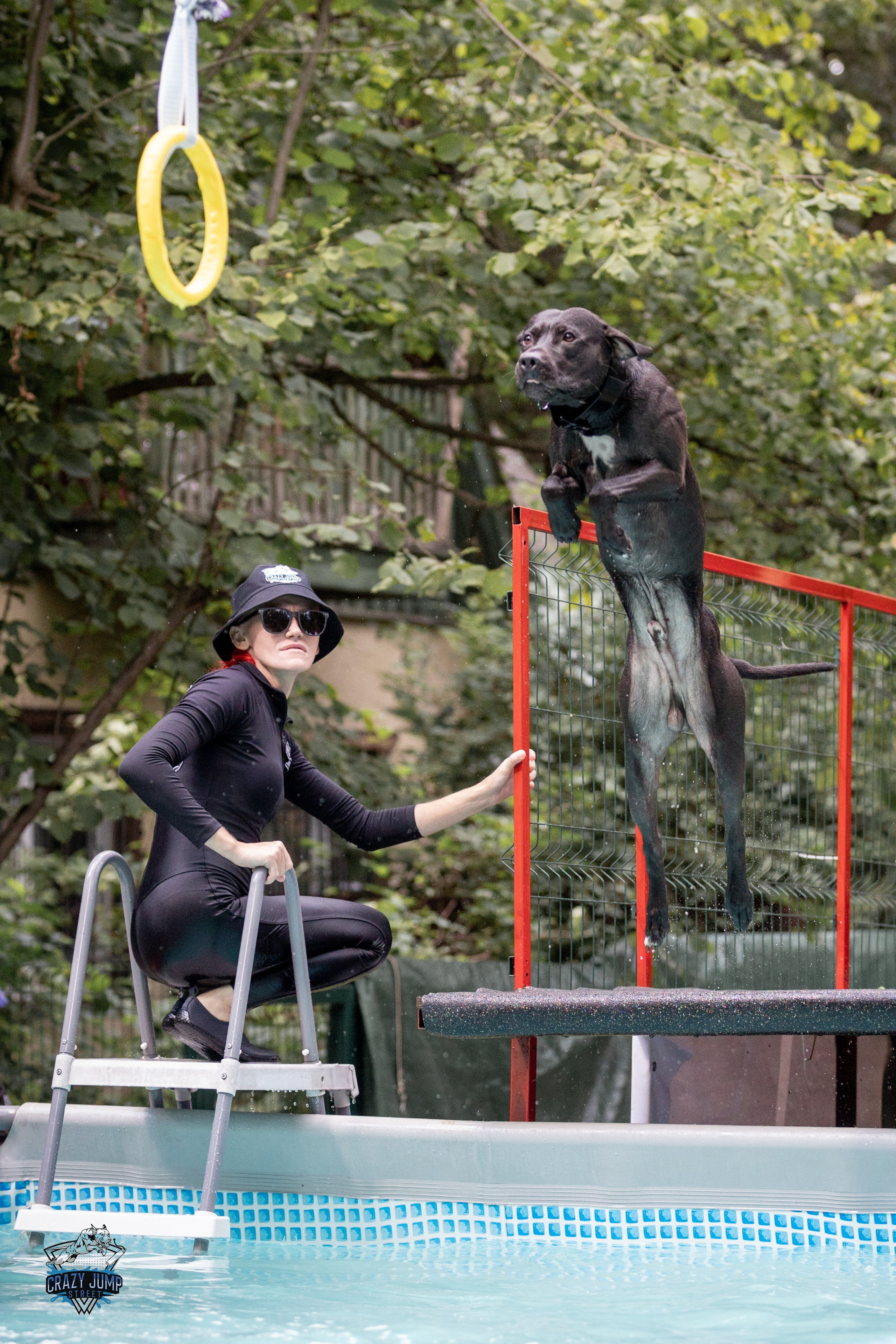 Собаки, спорт, Док дайвинг. Свадебный и репортажный фотограф в Москве и Московской области