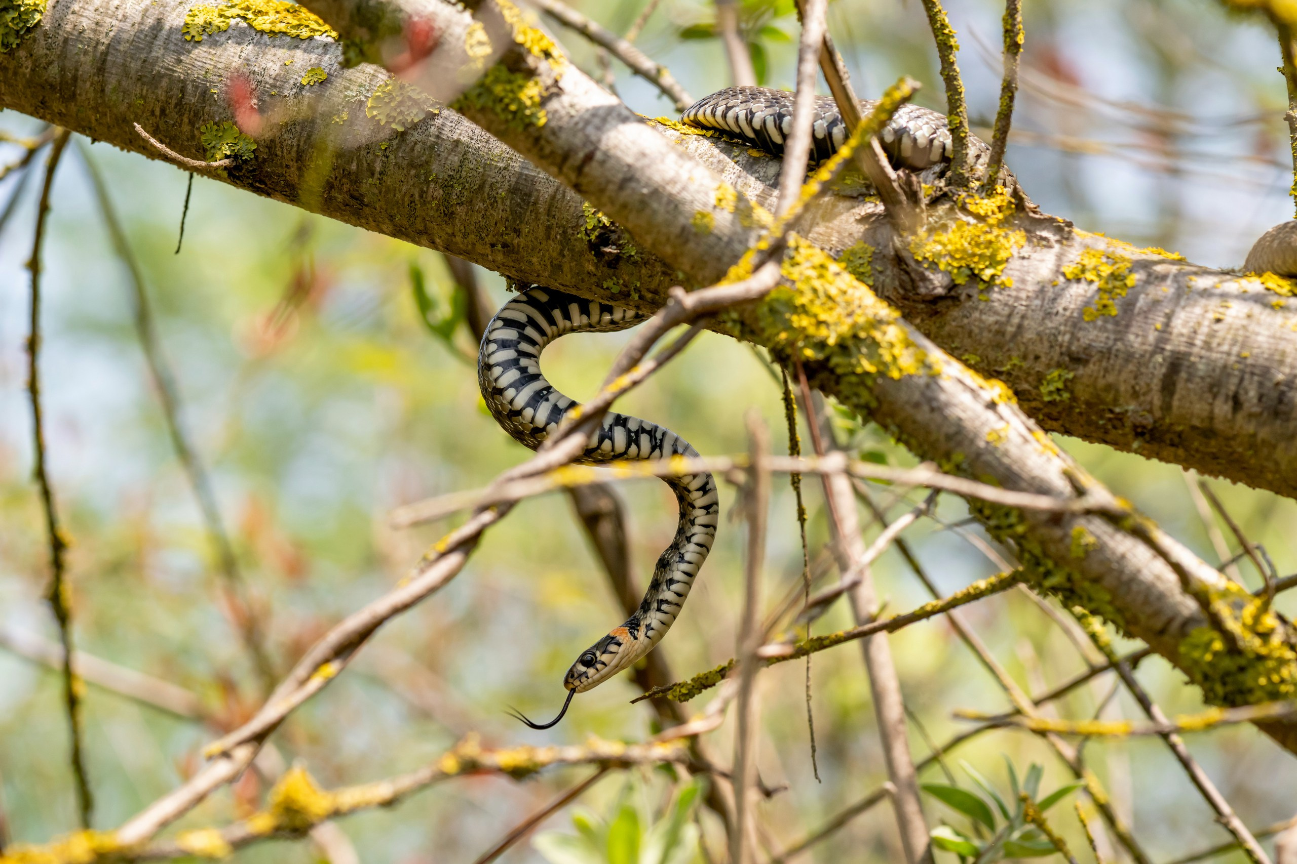 Пейзажный фотограф, Фотографии дикой природы. Foto-Zuev фотография как искусство