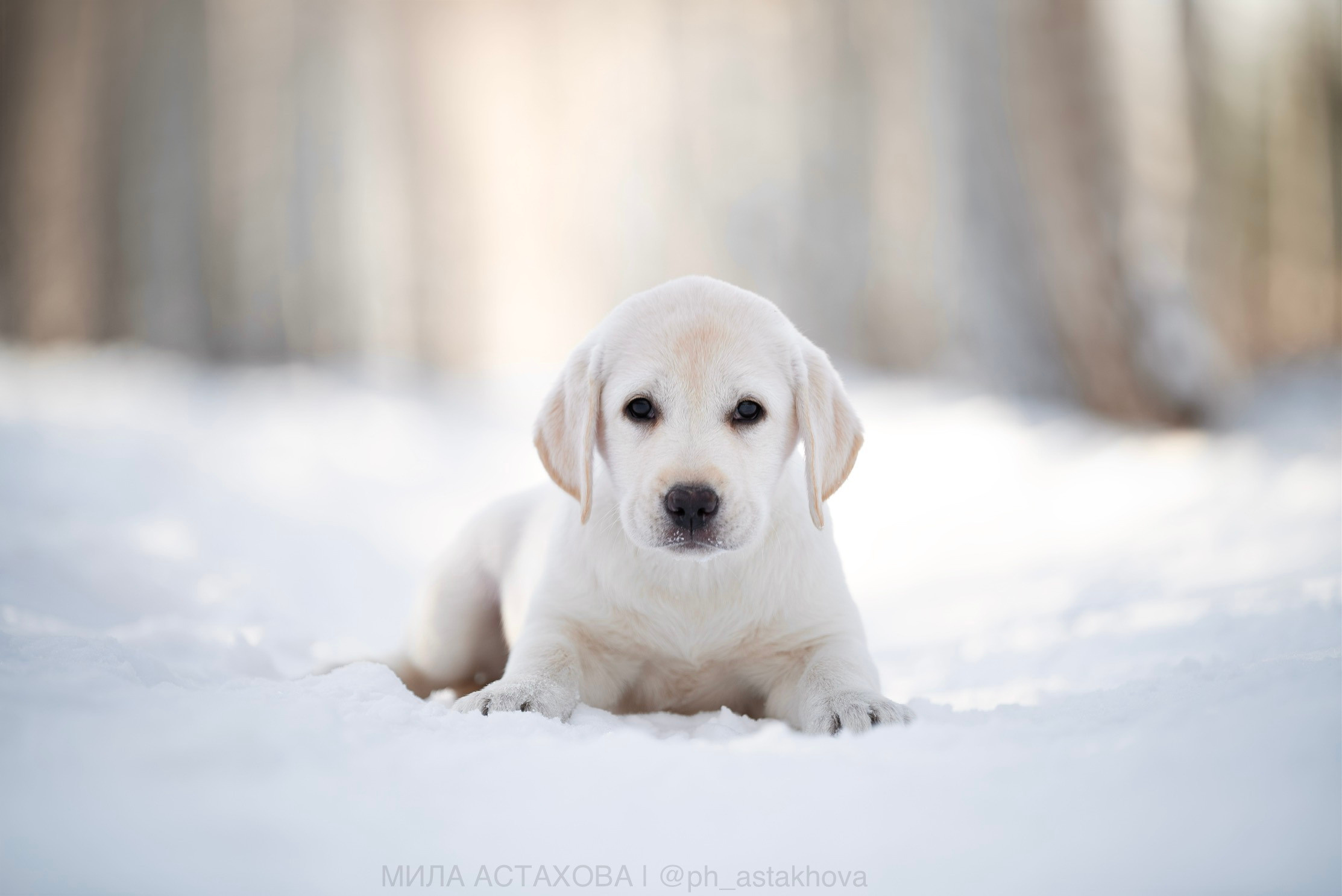 Для Ольги. Мила Астахова