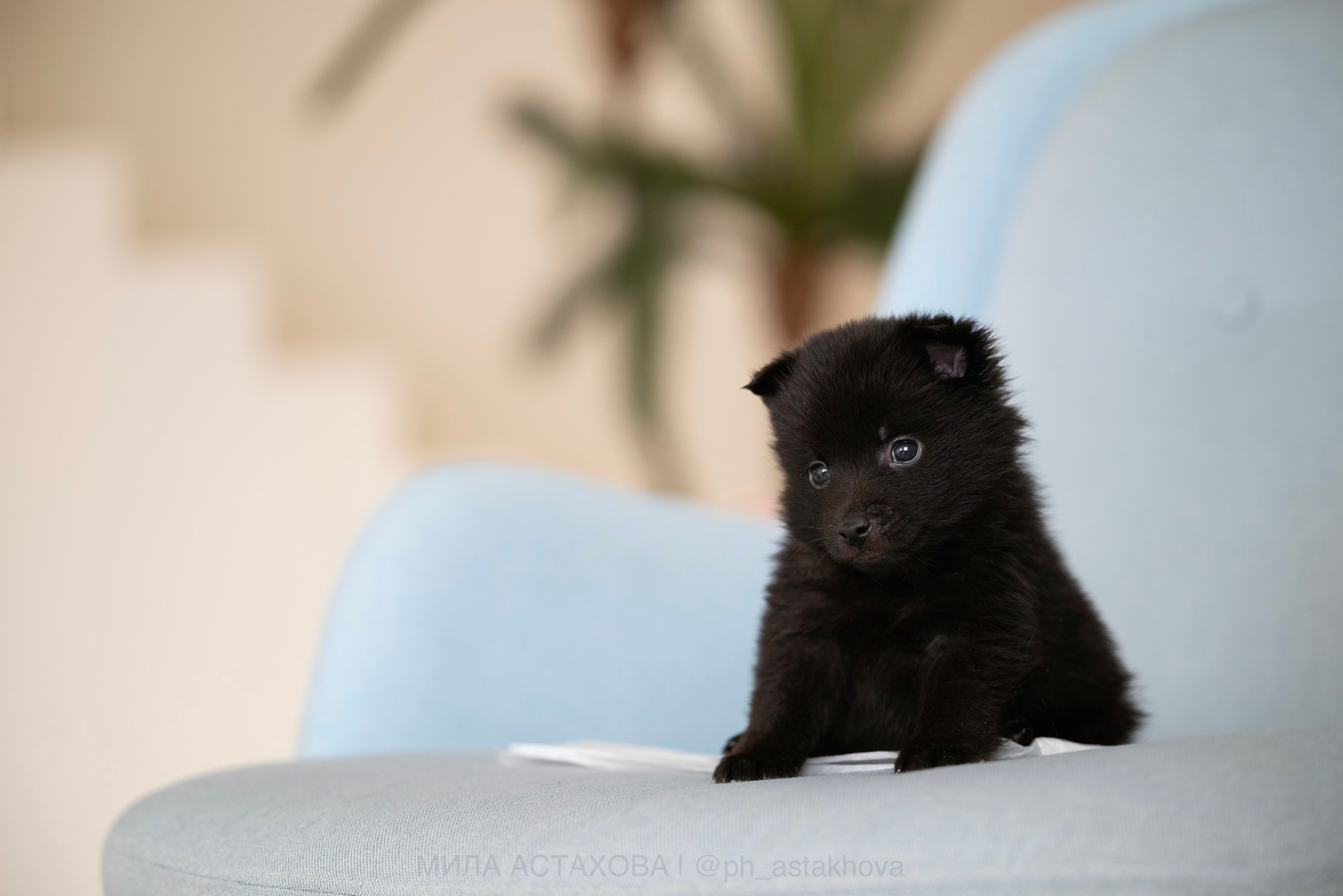 Для Анастасии. Мила Астахова