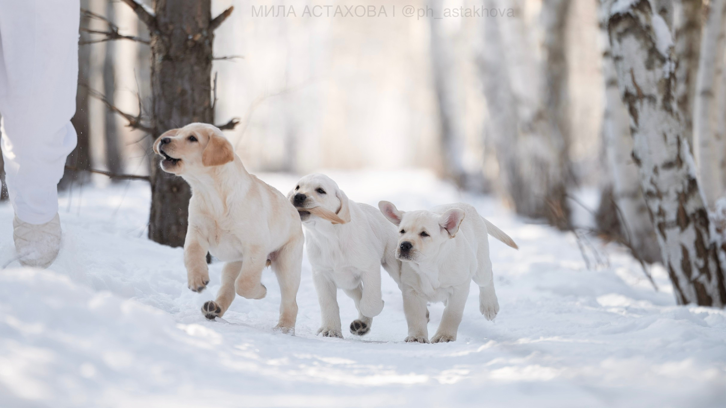 Для Ольги. Мила Астахова