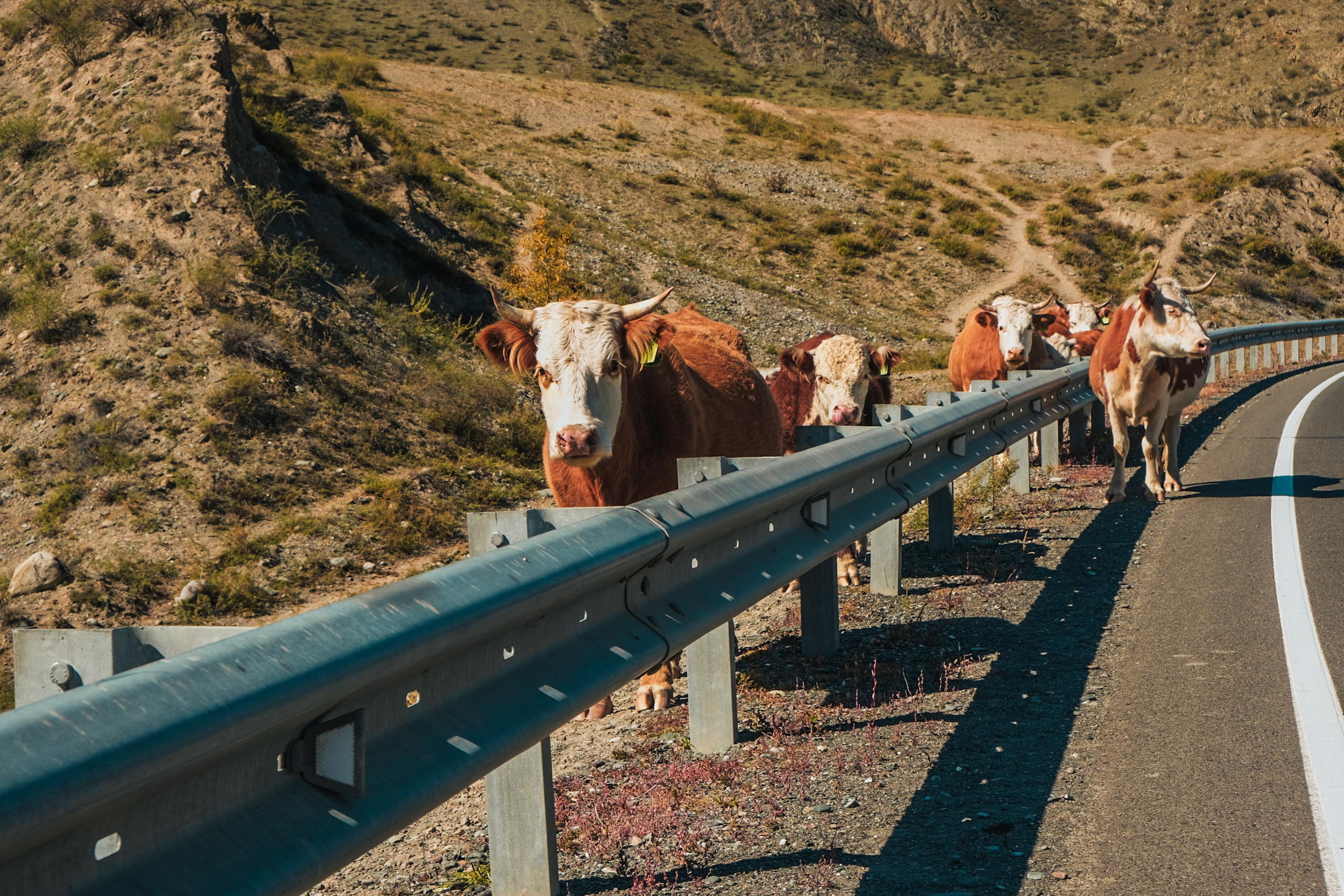Altai 21'. Фотограф в Тюмени Кирилл Марфин