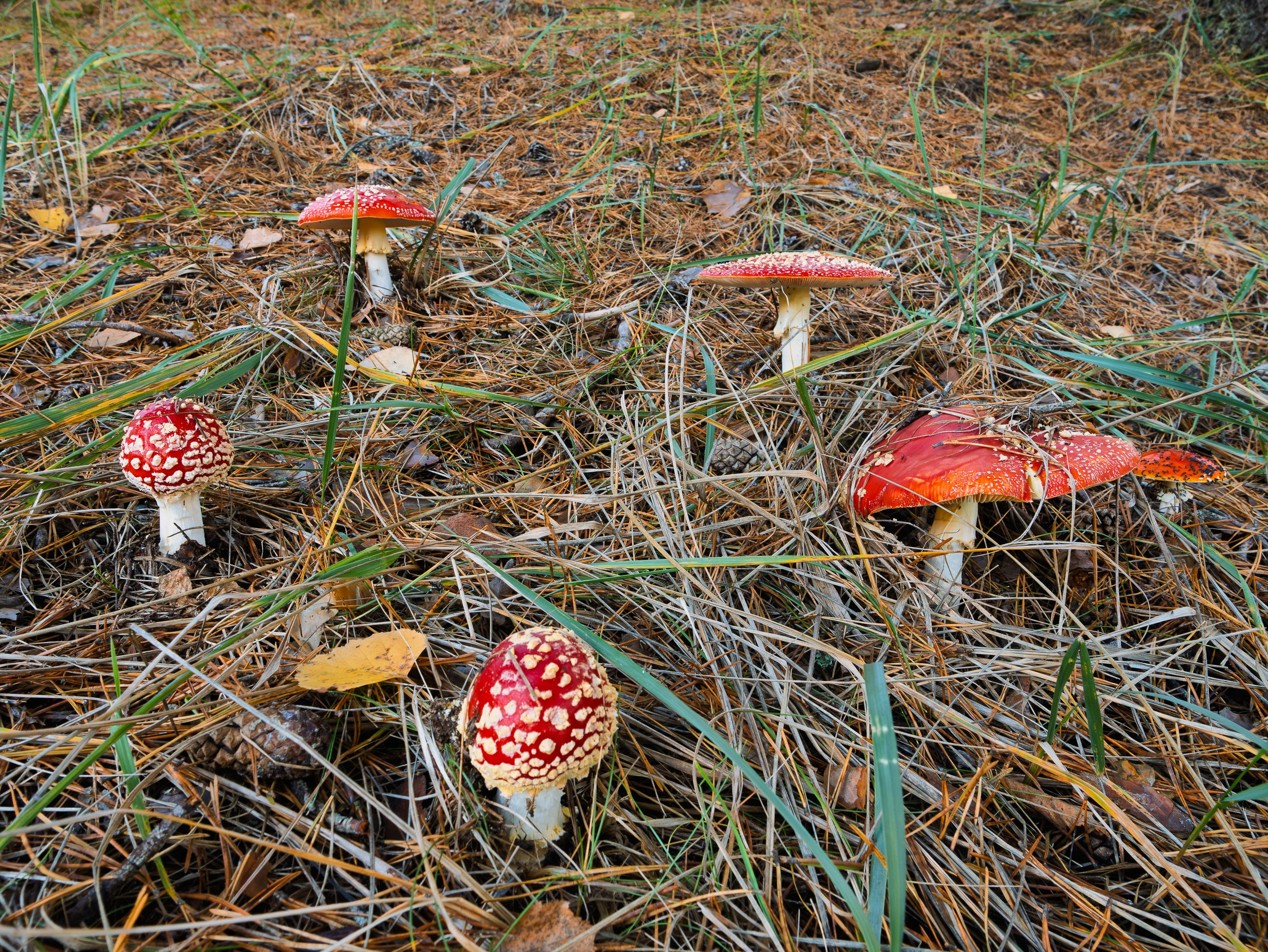 Голубые озера, Псковская область. Октябрь 2024. Фотограф Никифоров-Гордеев Сергей. Москва и МО