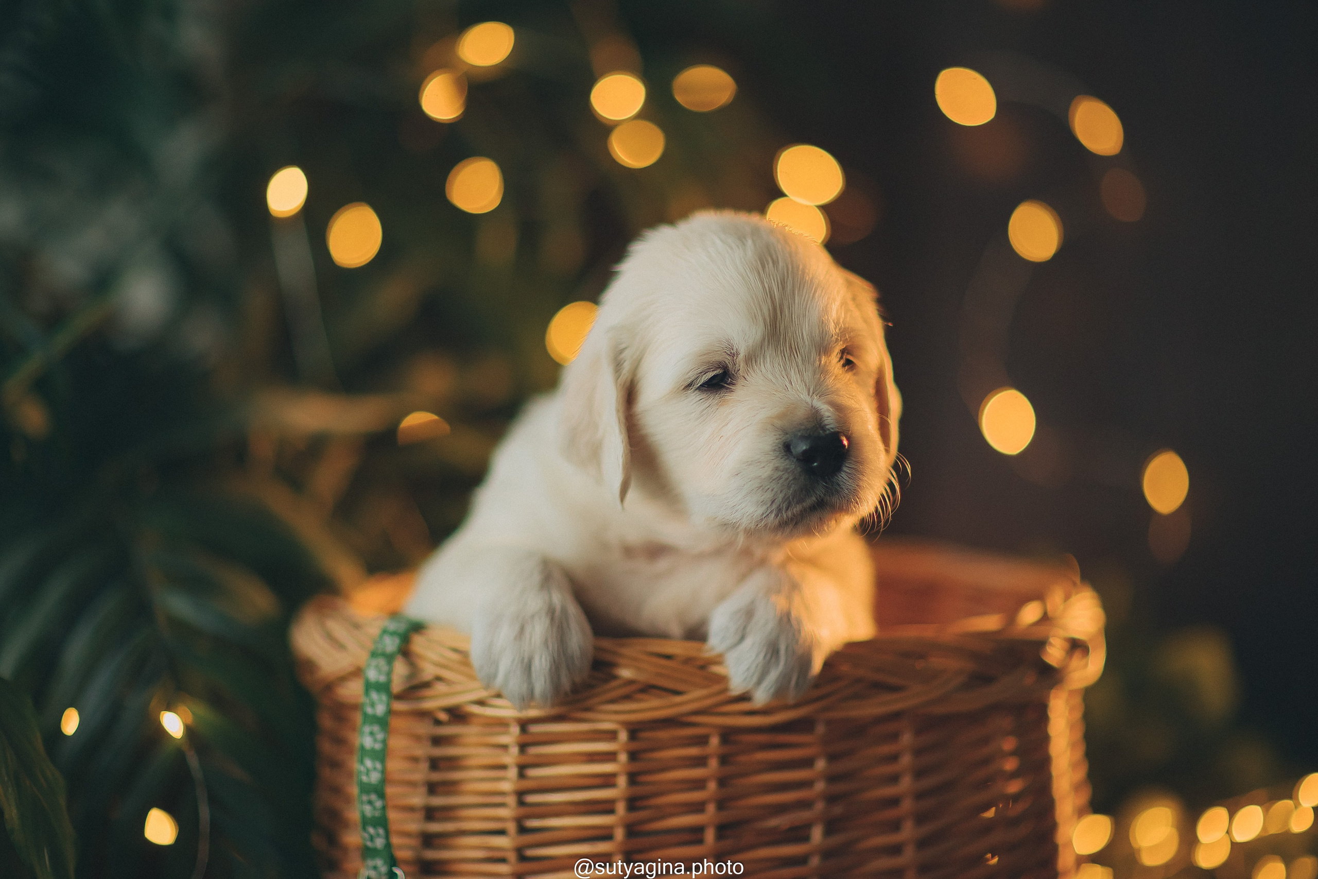 Зеленая лента. Свадебный и женский фотограф