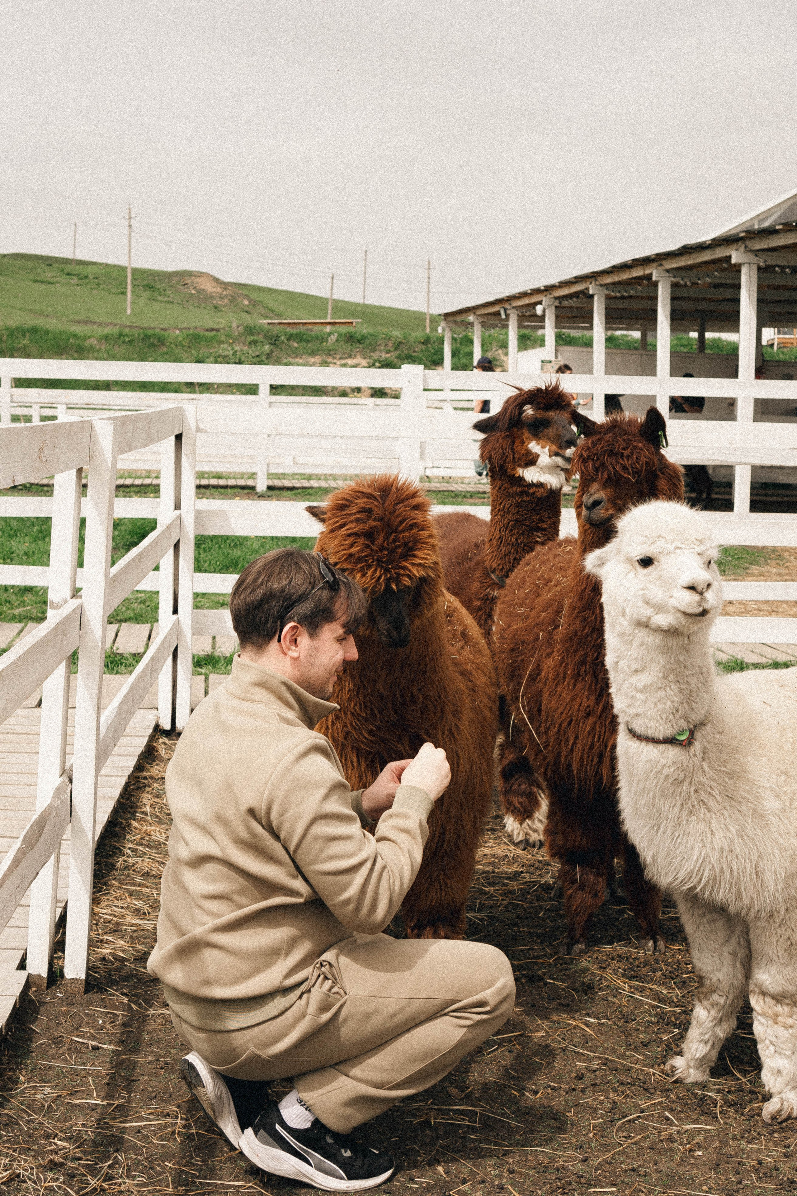 Ферма Альпак. Профессиональный фотограф, Санкт-Петербург — Виктория Богомолова