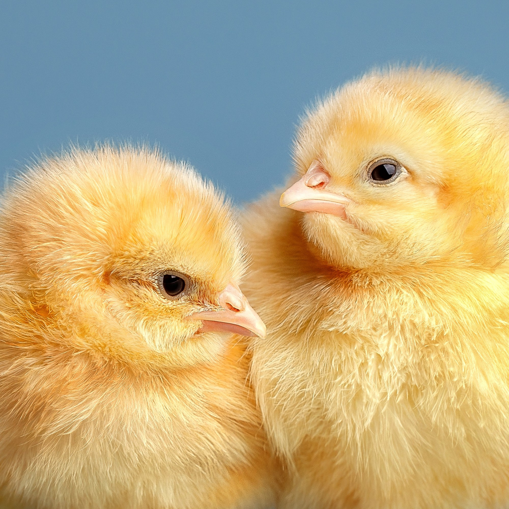 Контент для соцсетей