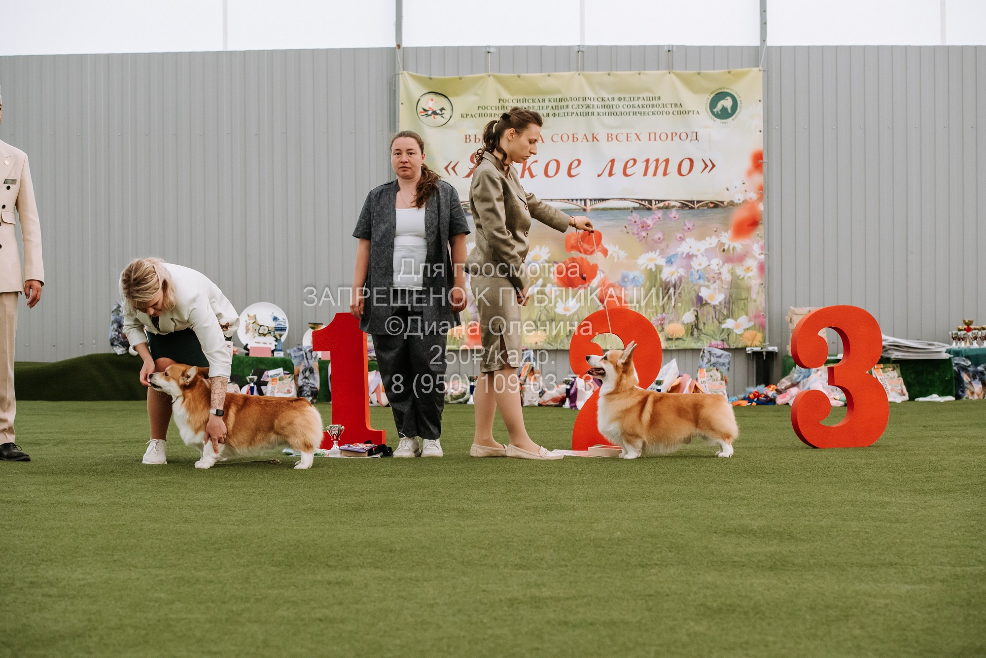 Выставка собак Красноярск 2.06. Фотограф Диана Оленина Красноярск / Братск