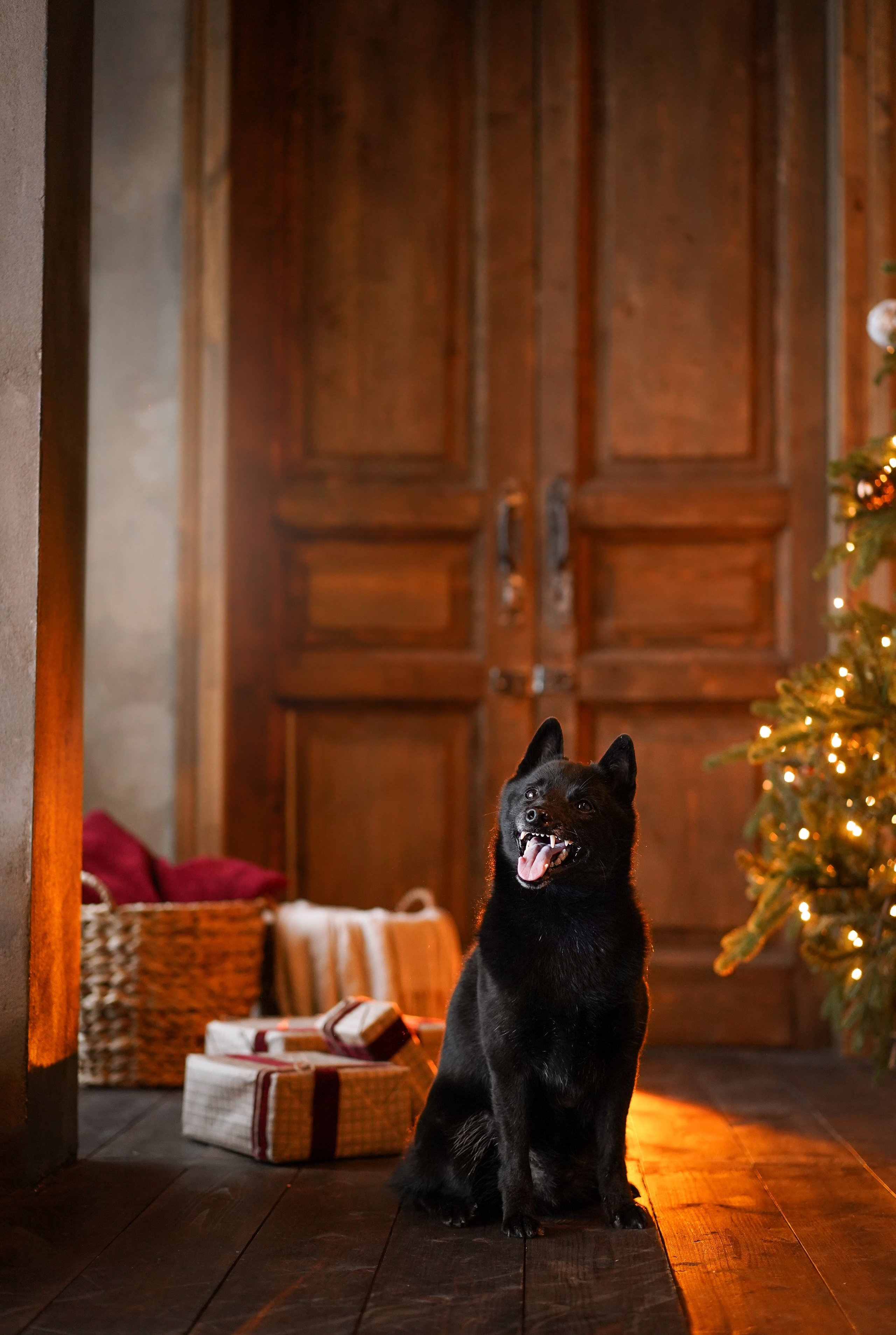 Аня и Арчи. Фотограф-анималист в Санкт-Петербурге Яна Мартынова