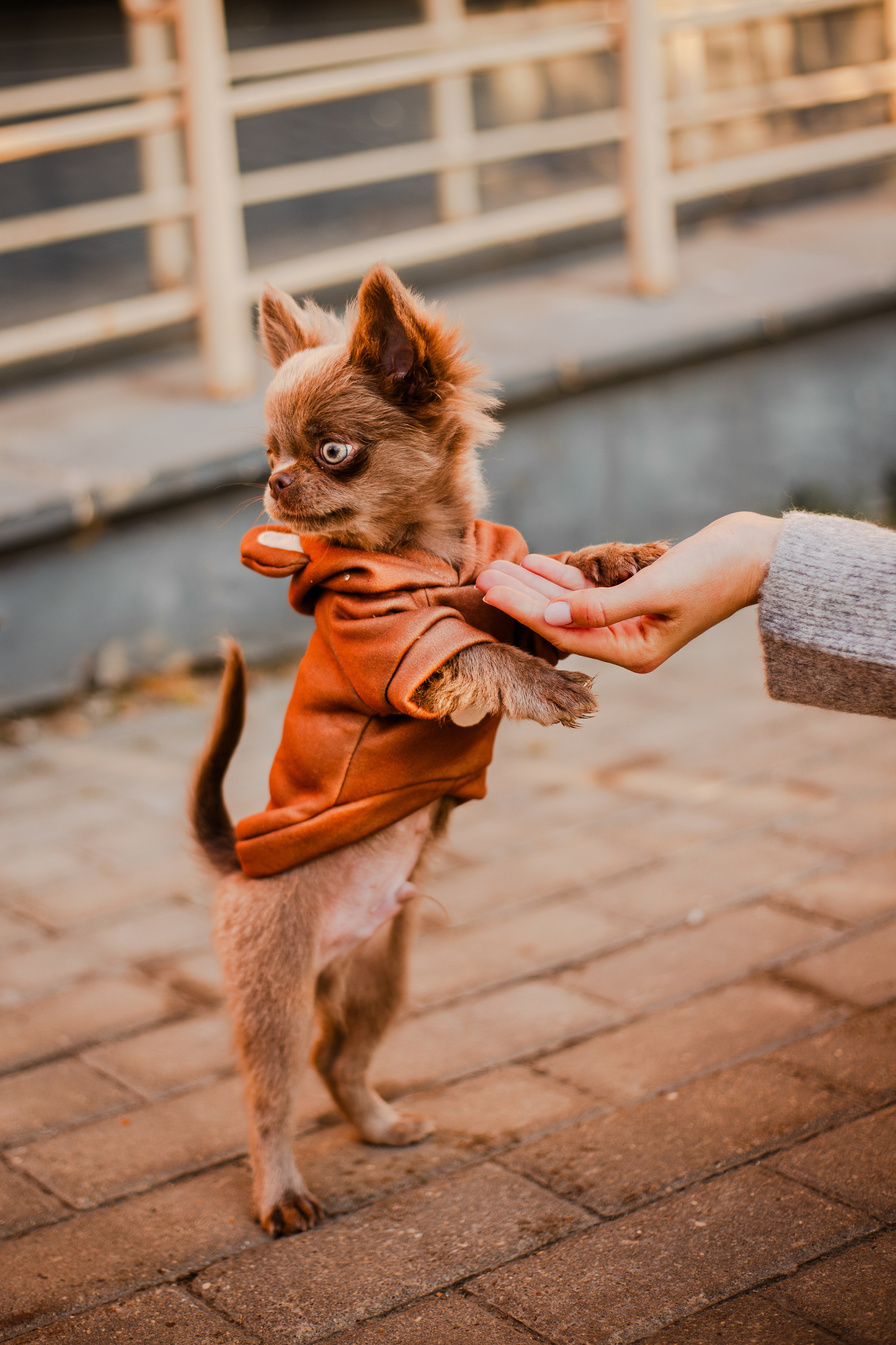 Варя и Фунтик. Фотограф-анималист Мария Баркевич | Москва