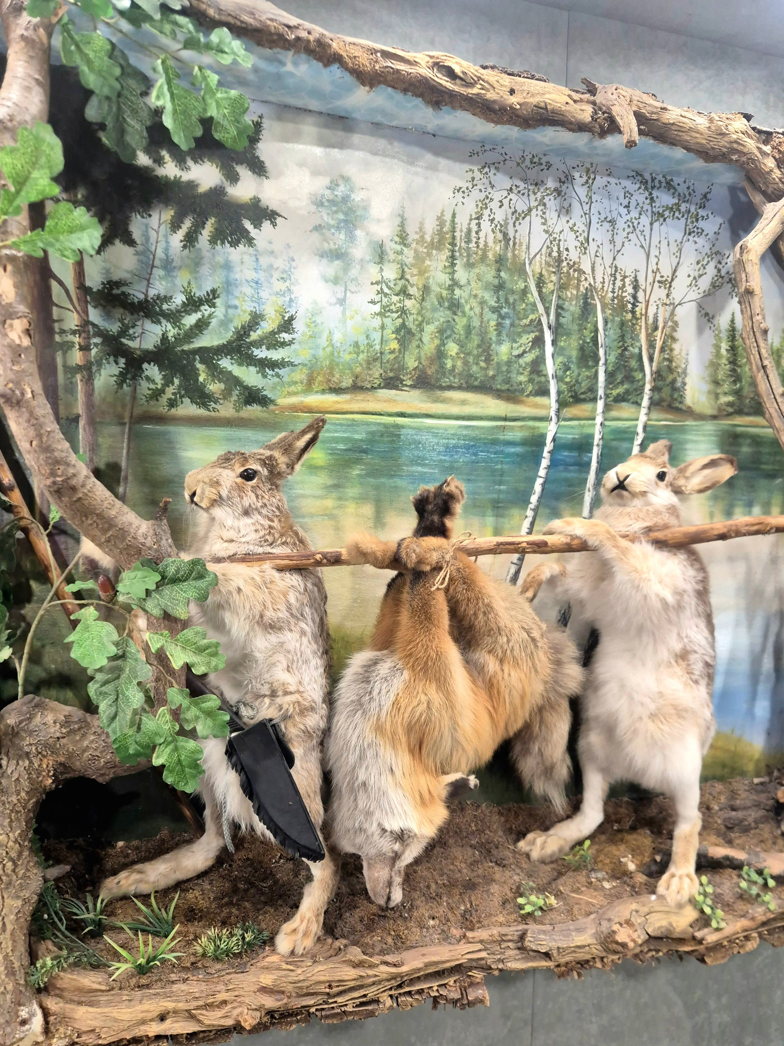 Дикие зайцы - опасные существа