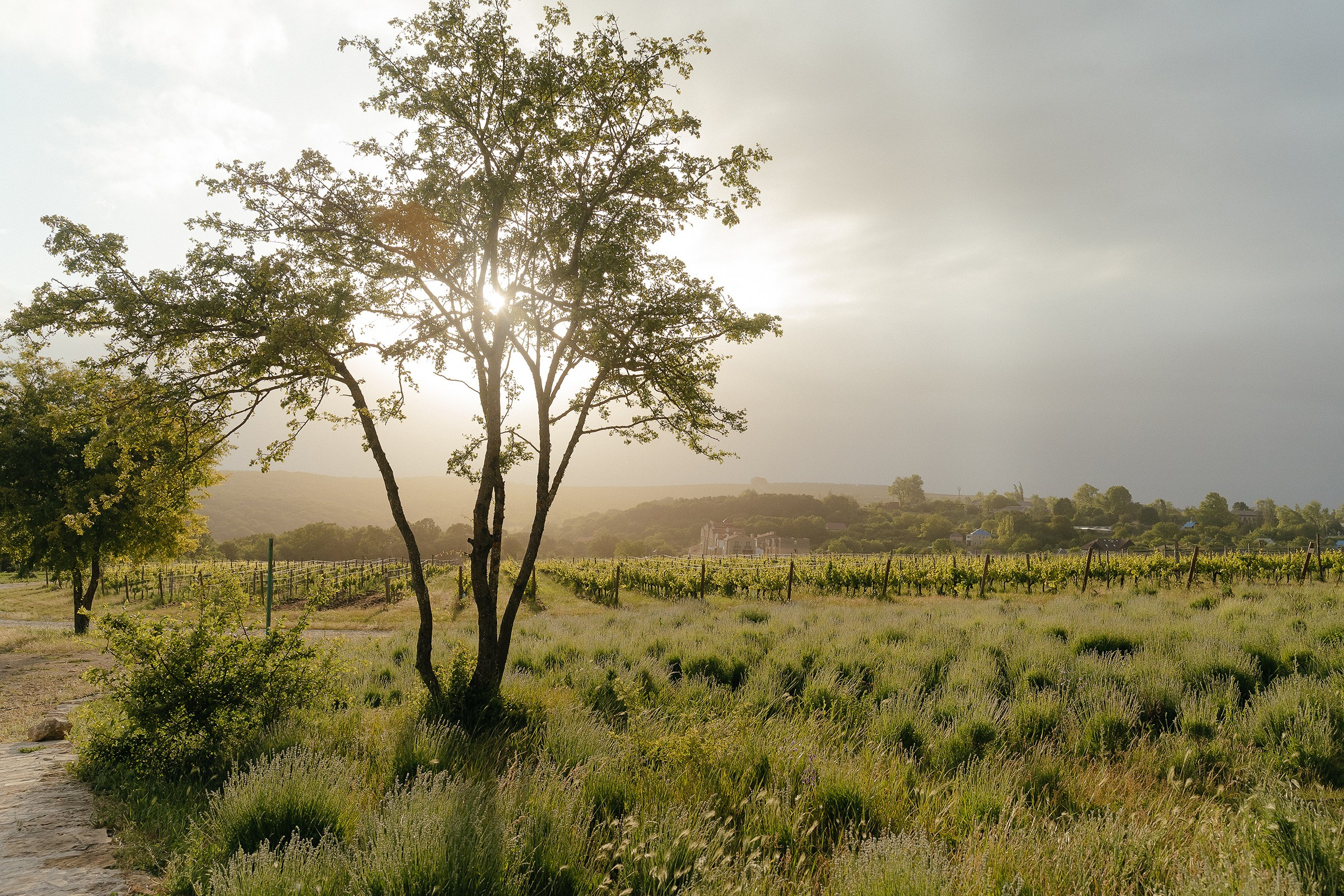 Евгений&Александра. Свадебный и семейный фотограф в Краснодаре и крае