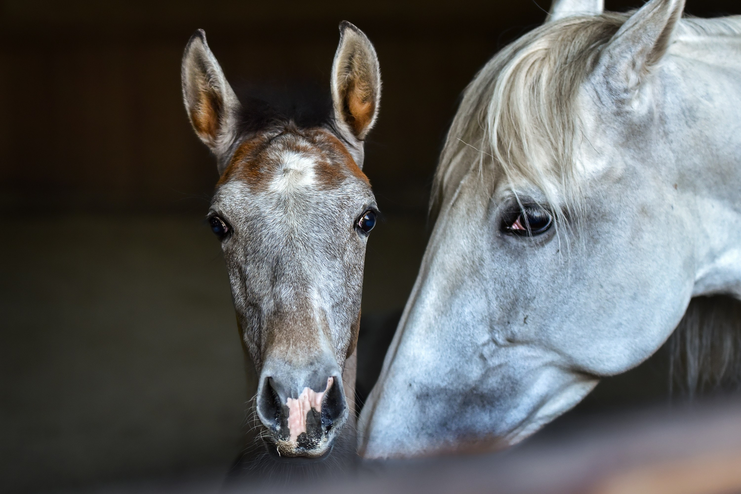 Лошади на свободе, съемка лошадей, экстерьерная съемка, фотосессия